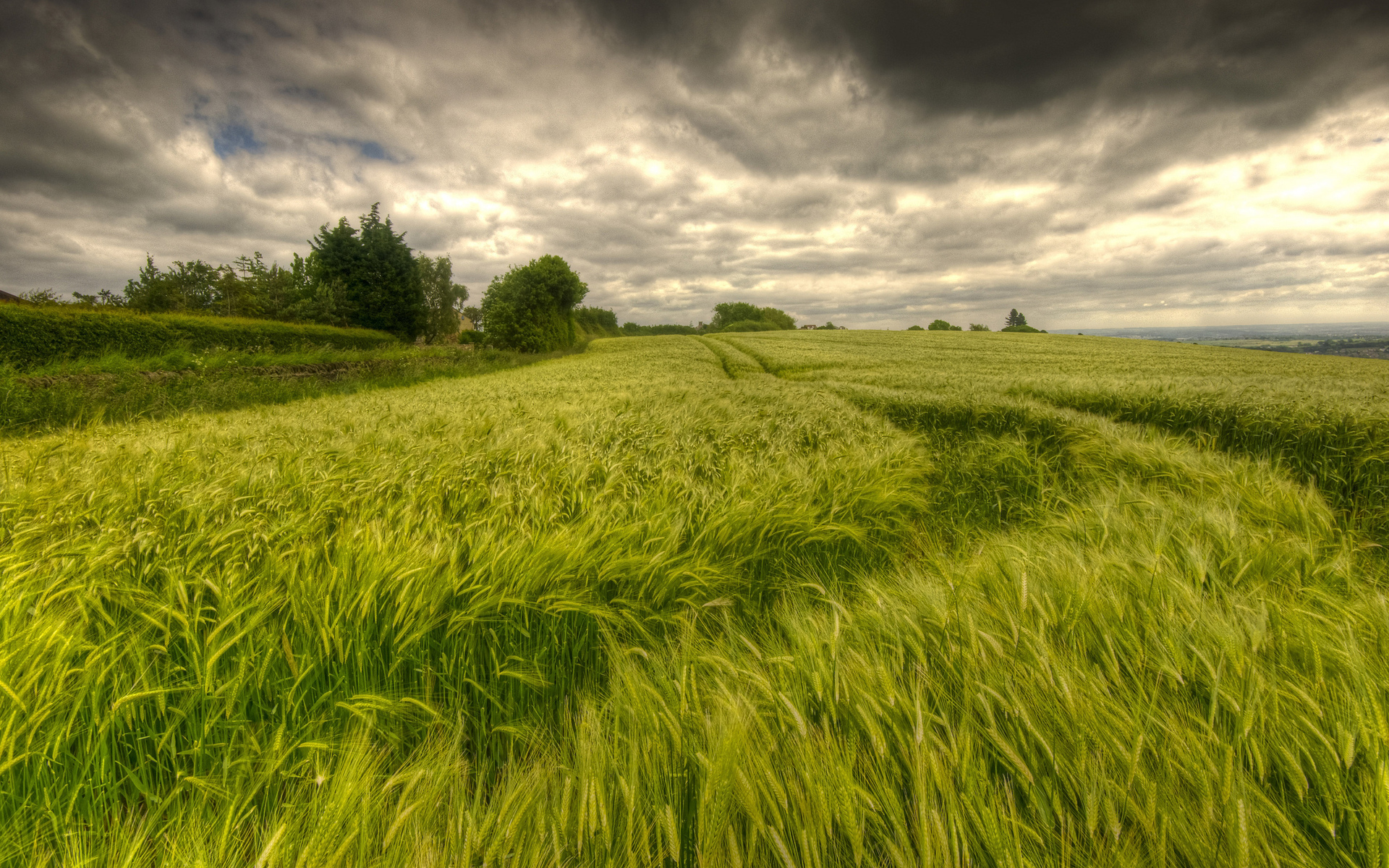 Nature landscapes fields grass wheat trees sky clouds hdr wallpaper ...