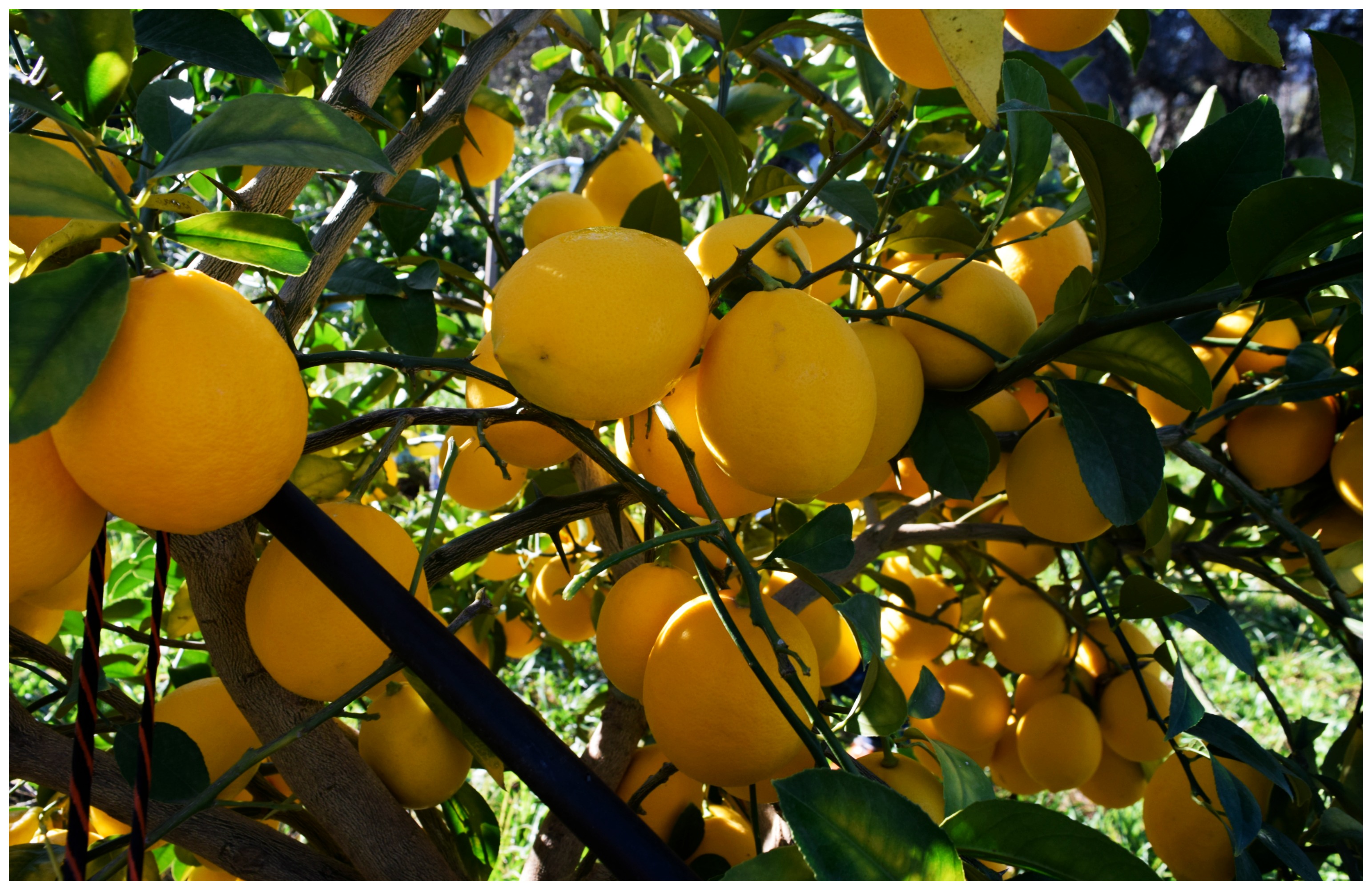 Grown Healthy: Lemons – Homegrown Adventures