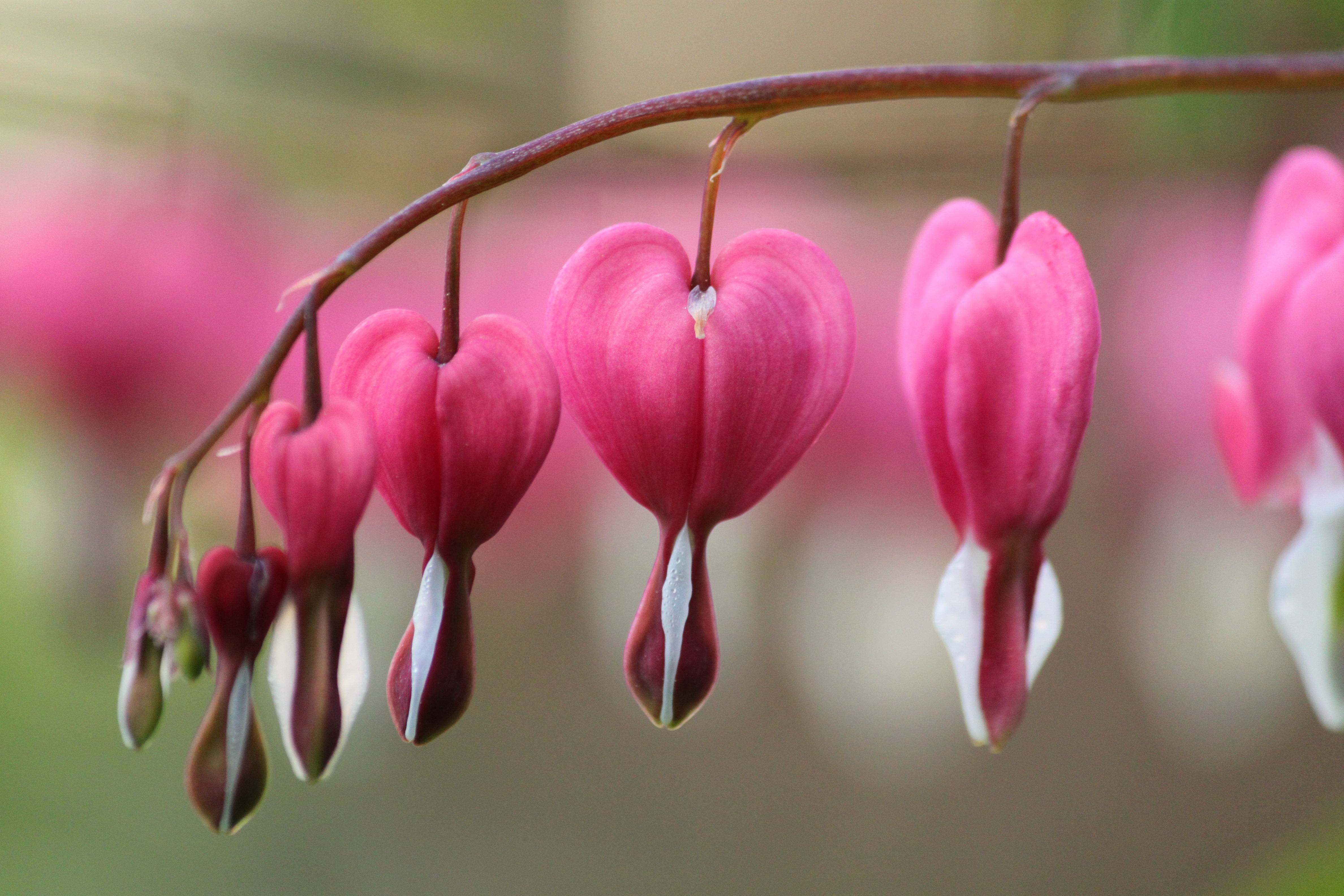 Free photo: Heart - Blooming, Flower, Fragrance - Free Download - Jooinn
