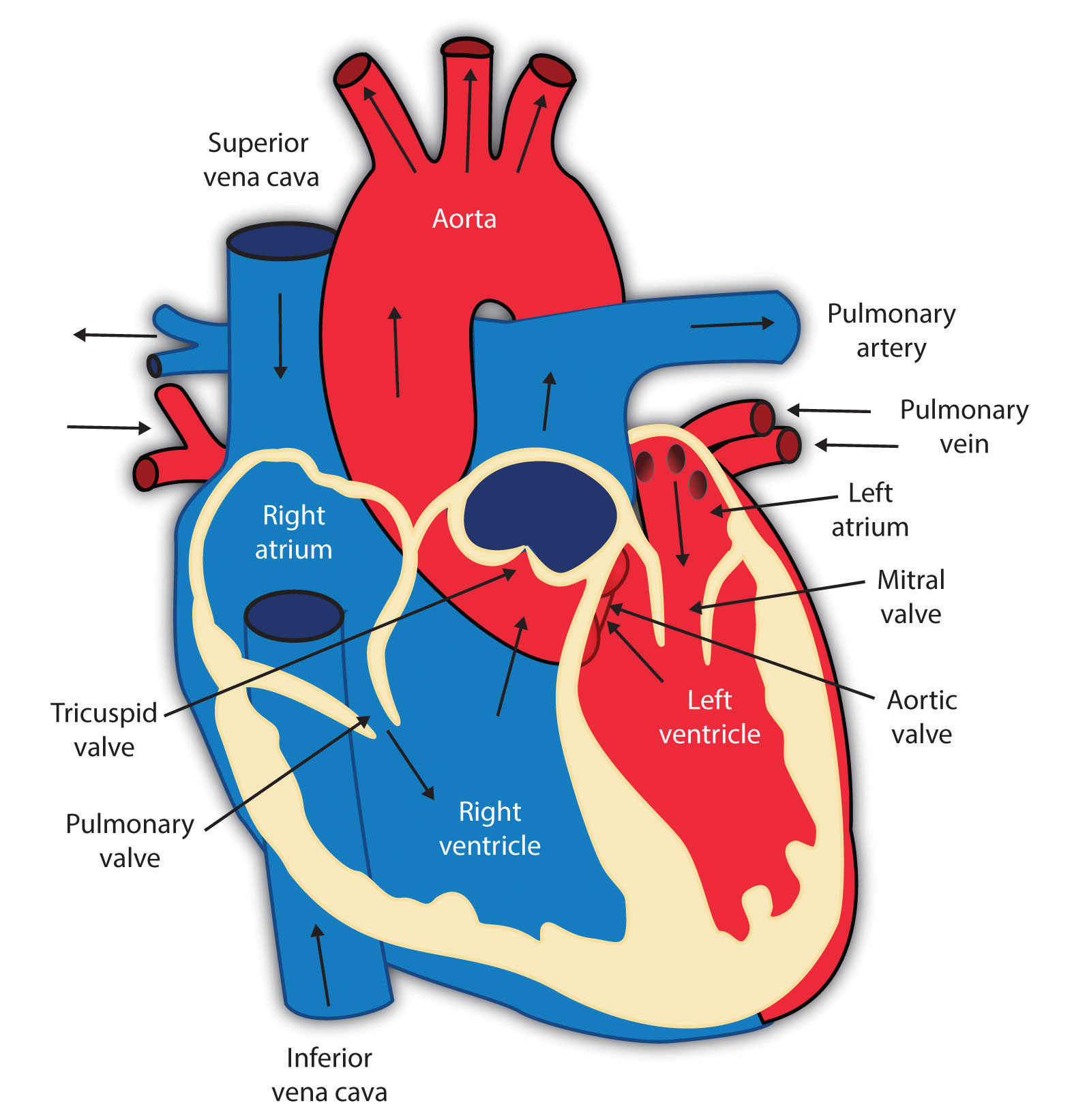 Lovely Cardiovascular System 20 For Your human anatomy coloring book ...