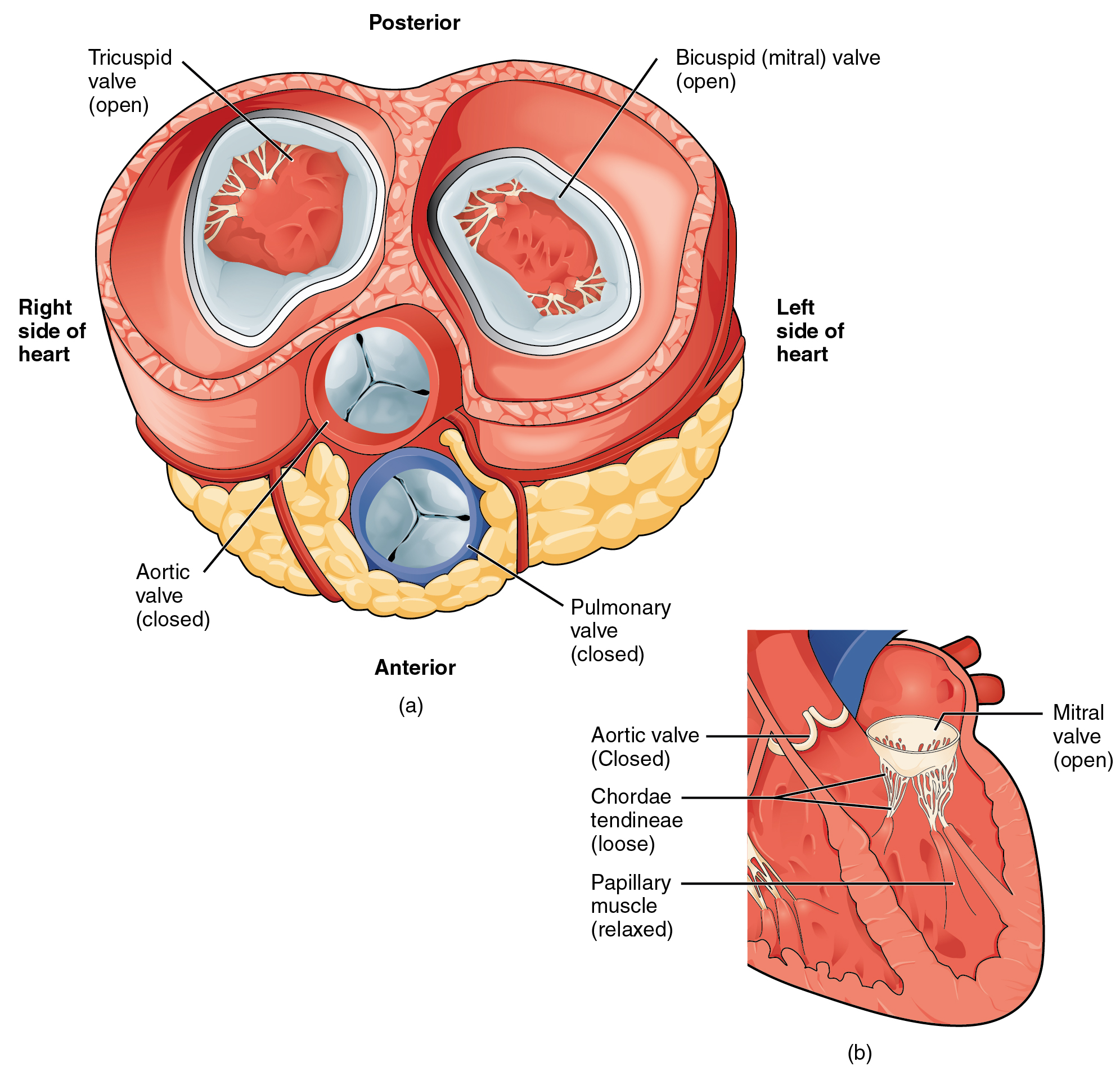 19.1 Heart Anatomy – Anatomy and Physiology