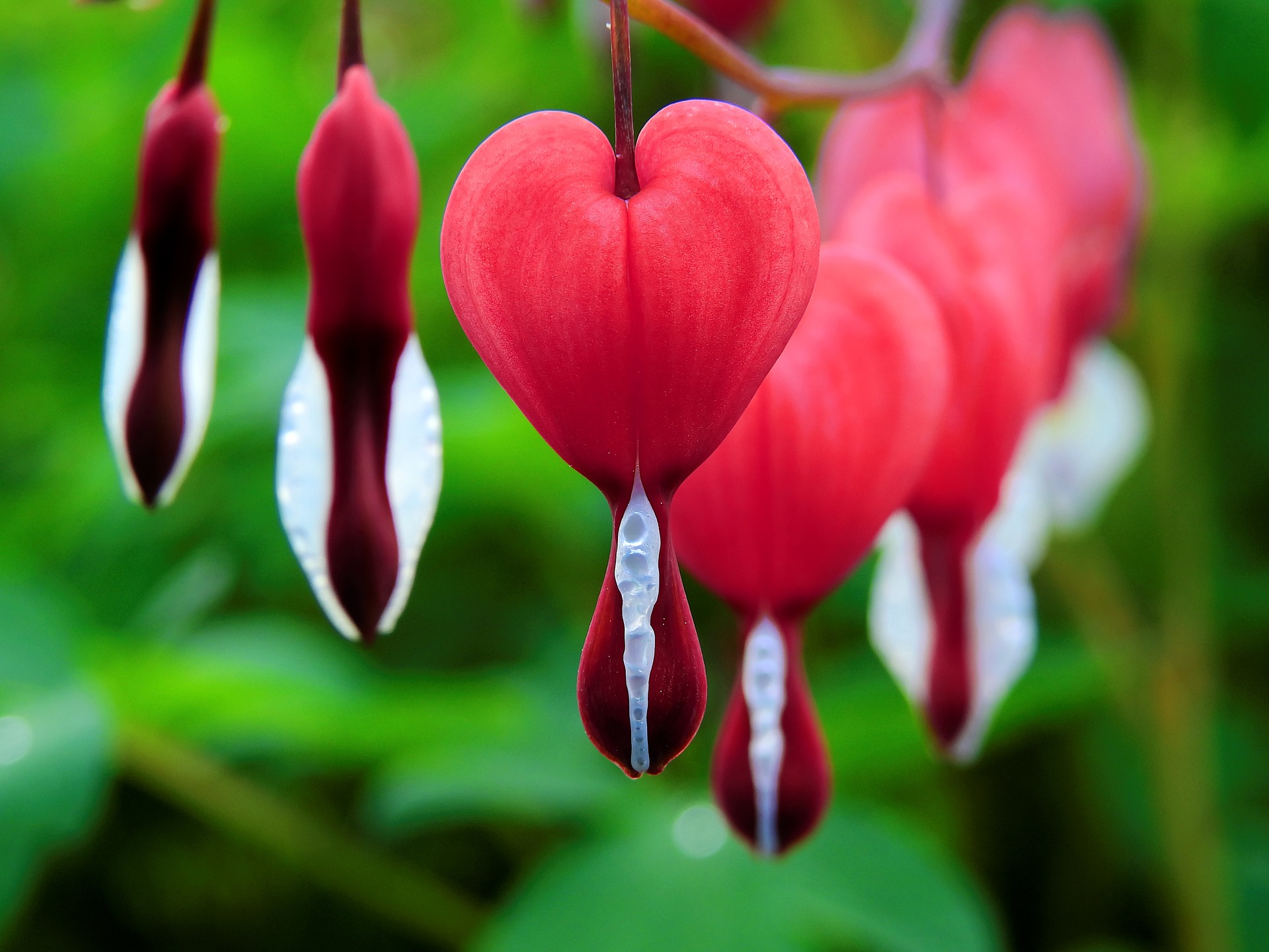 Bleeding Heart is a Beautiful Heart Shaped Flower - Seriously Flowers