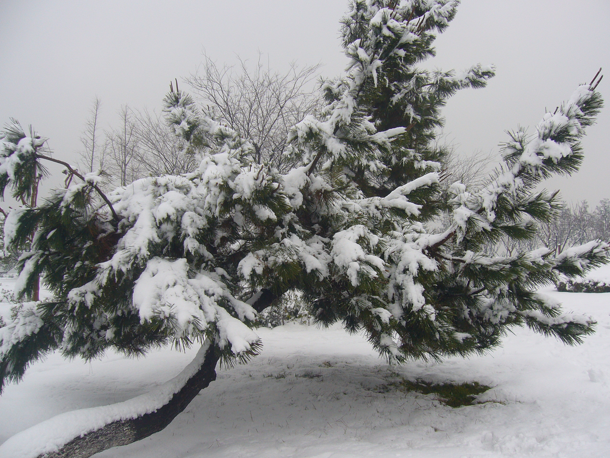 Heavy snow in the pines photo