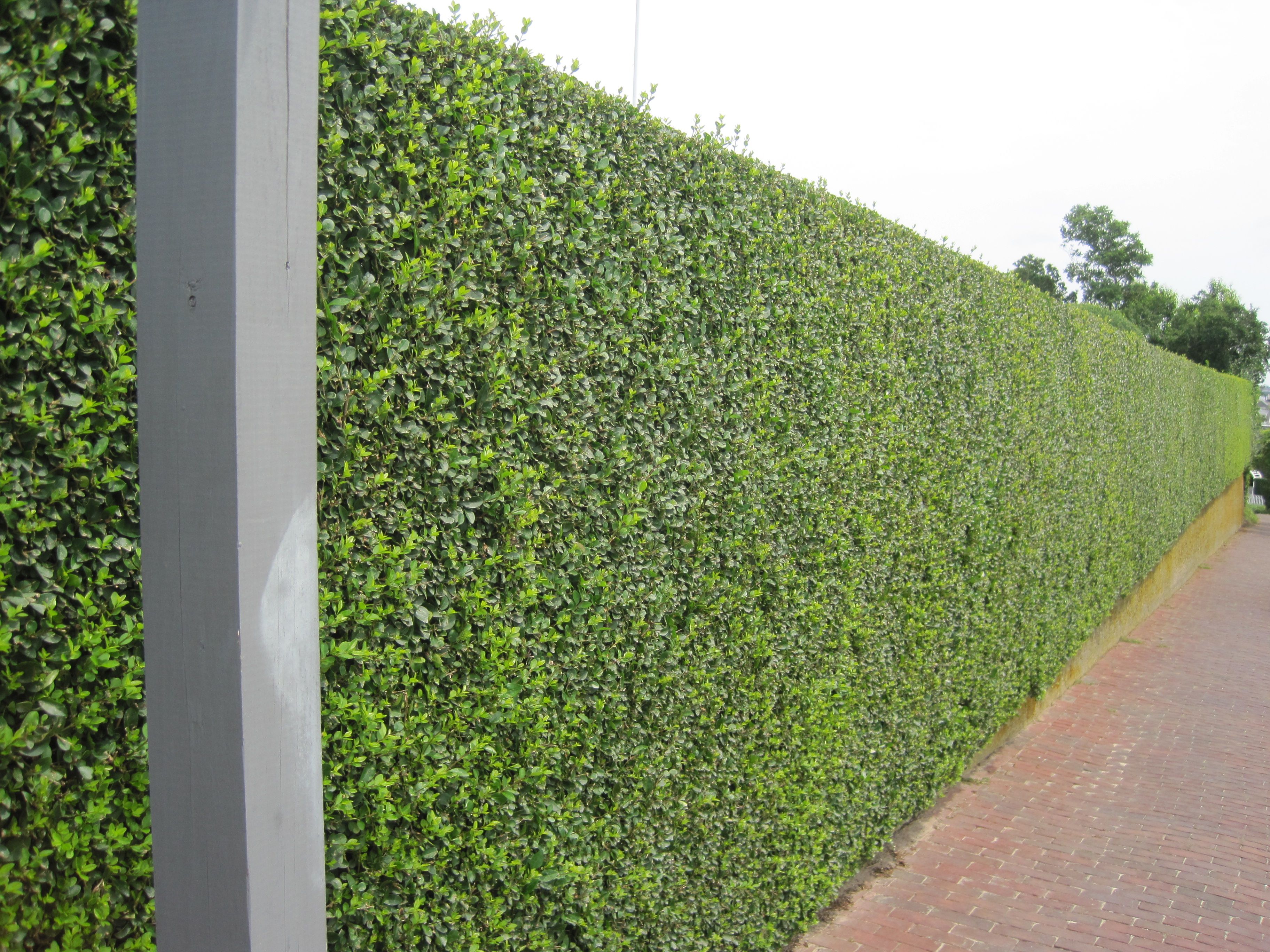 hedged walls | hedge – some of it rising from the top of a stone ...