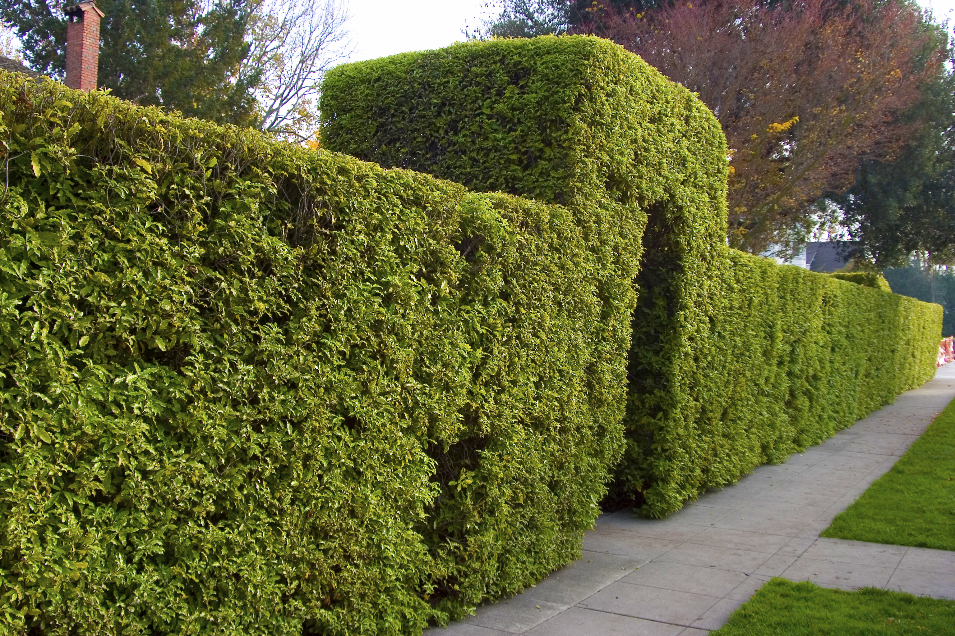 hedge wall