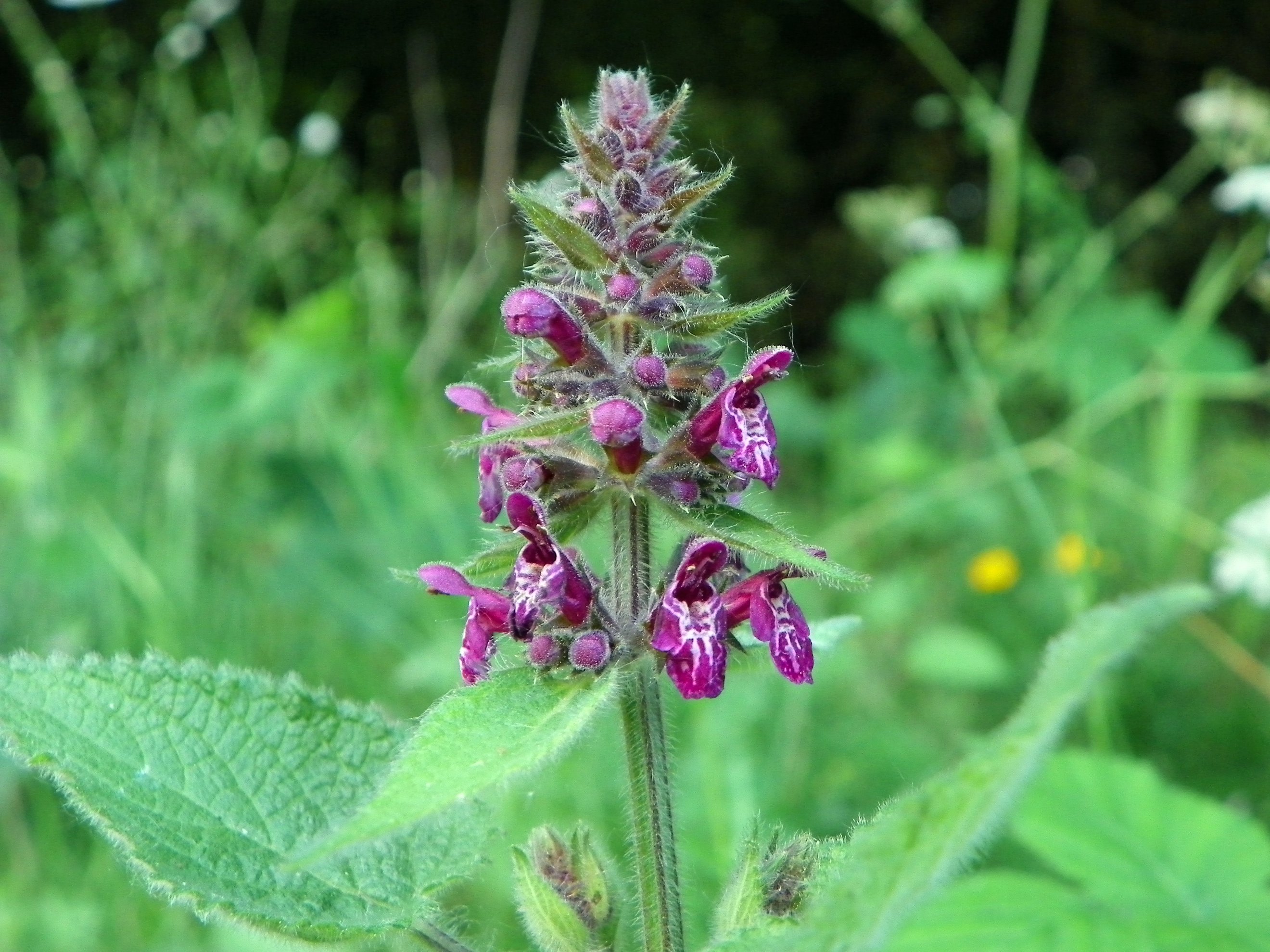 File:Hedge Woundwort (Stachys sylvatica).jpg - Wikimedia Commons