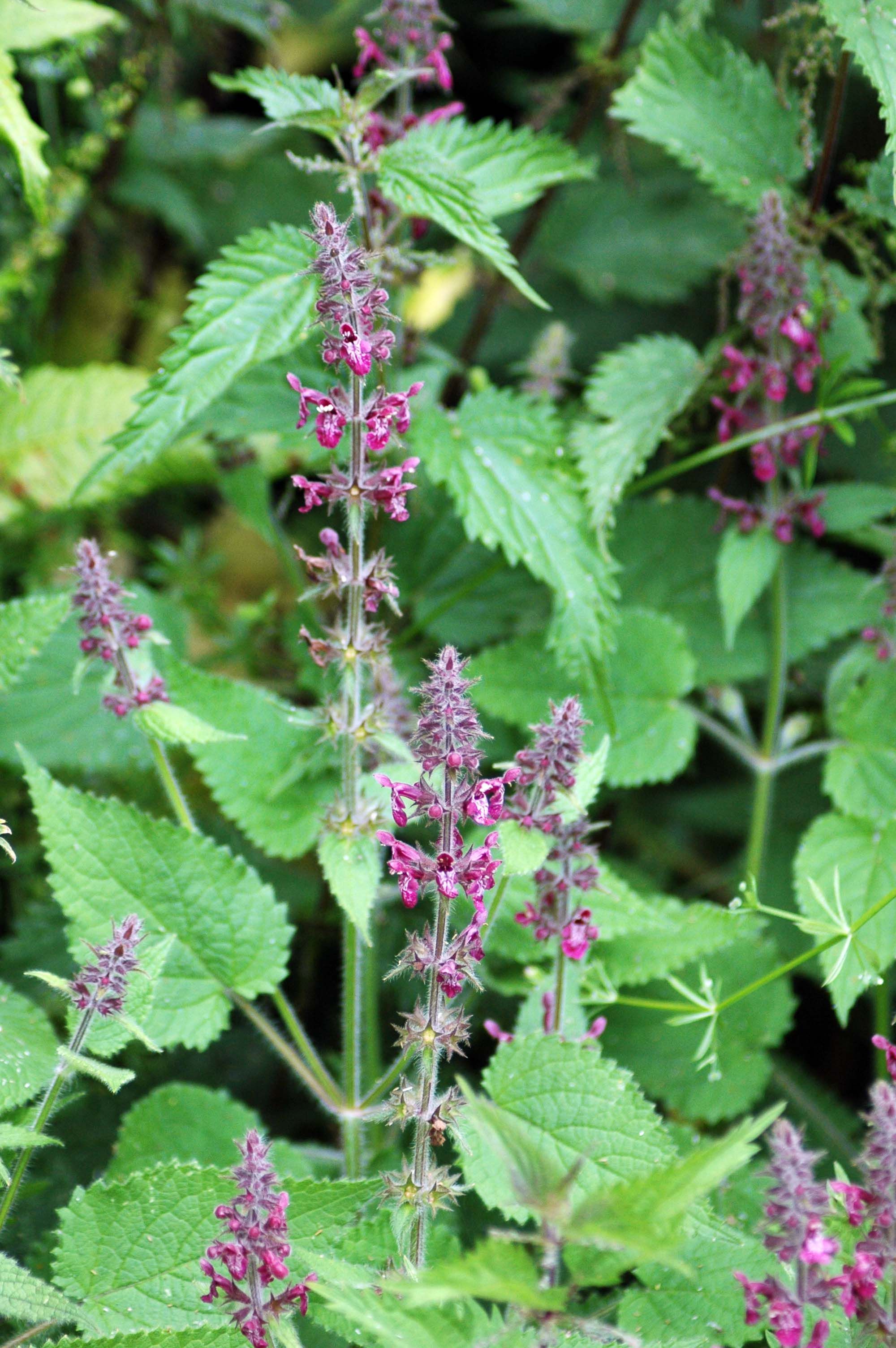 Hedge Woundwort - Stachys sylvatica | BOS | Pinterest | Wild flowers ...