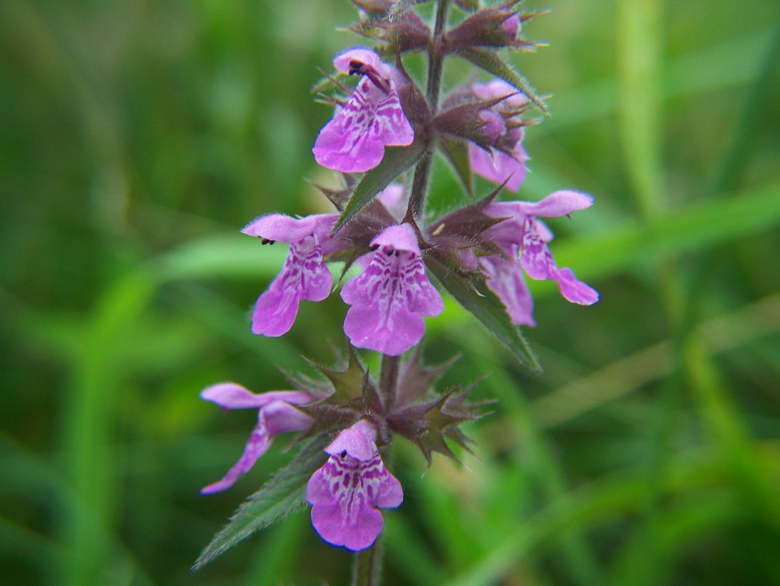Hedge woundwort, June | Wildflowers spotted 2014 (UK) | Pinterest