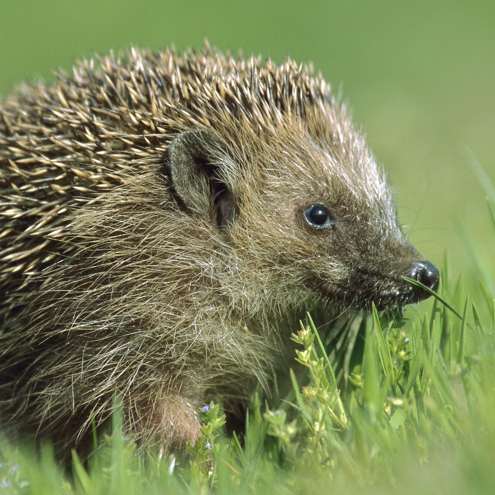 Hedgehog photo