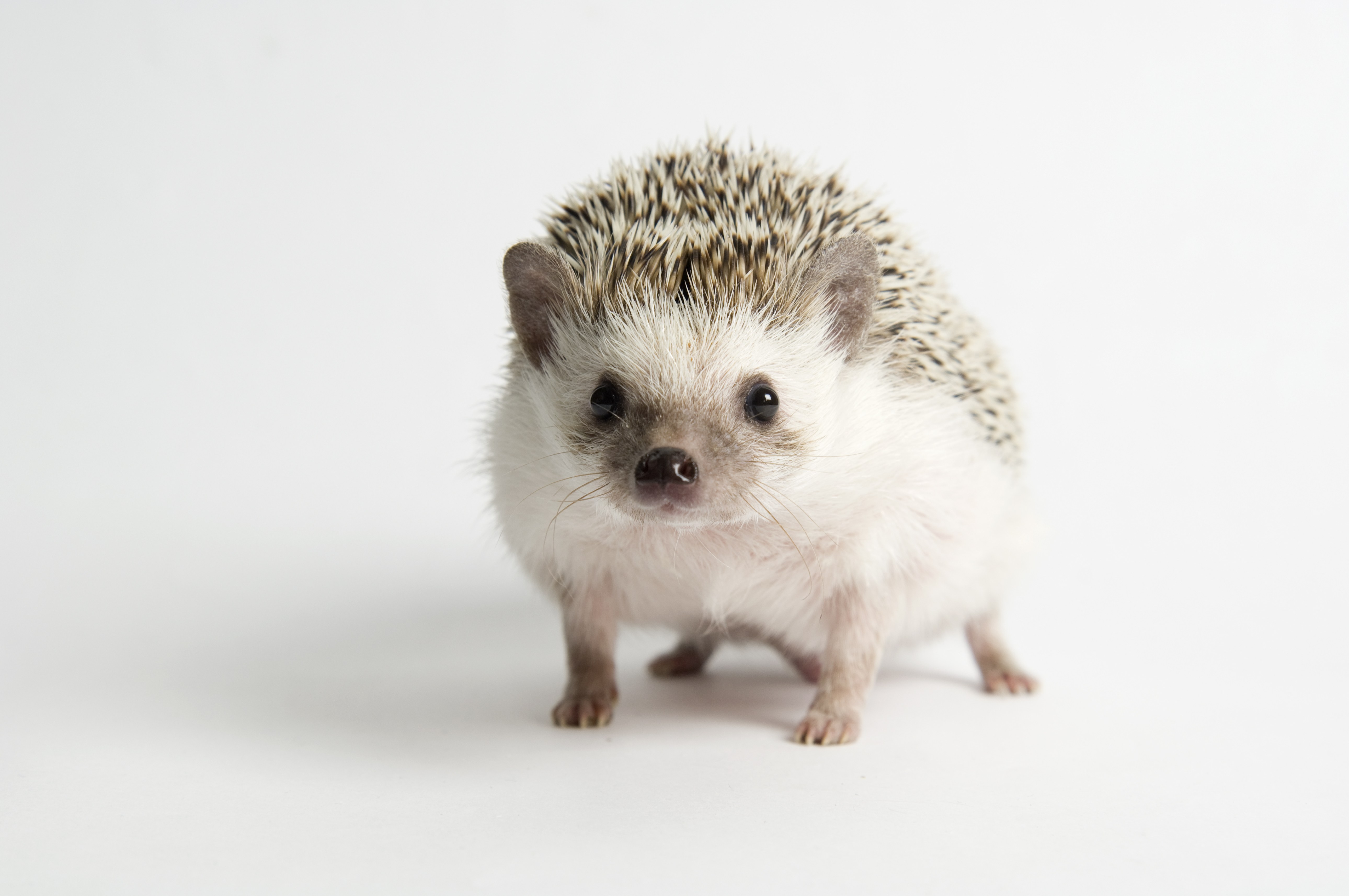 Japan Opens Hedgehog Cafe (And It's the Cutest Thing Ever) - Condé ...