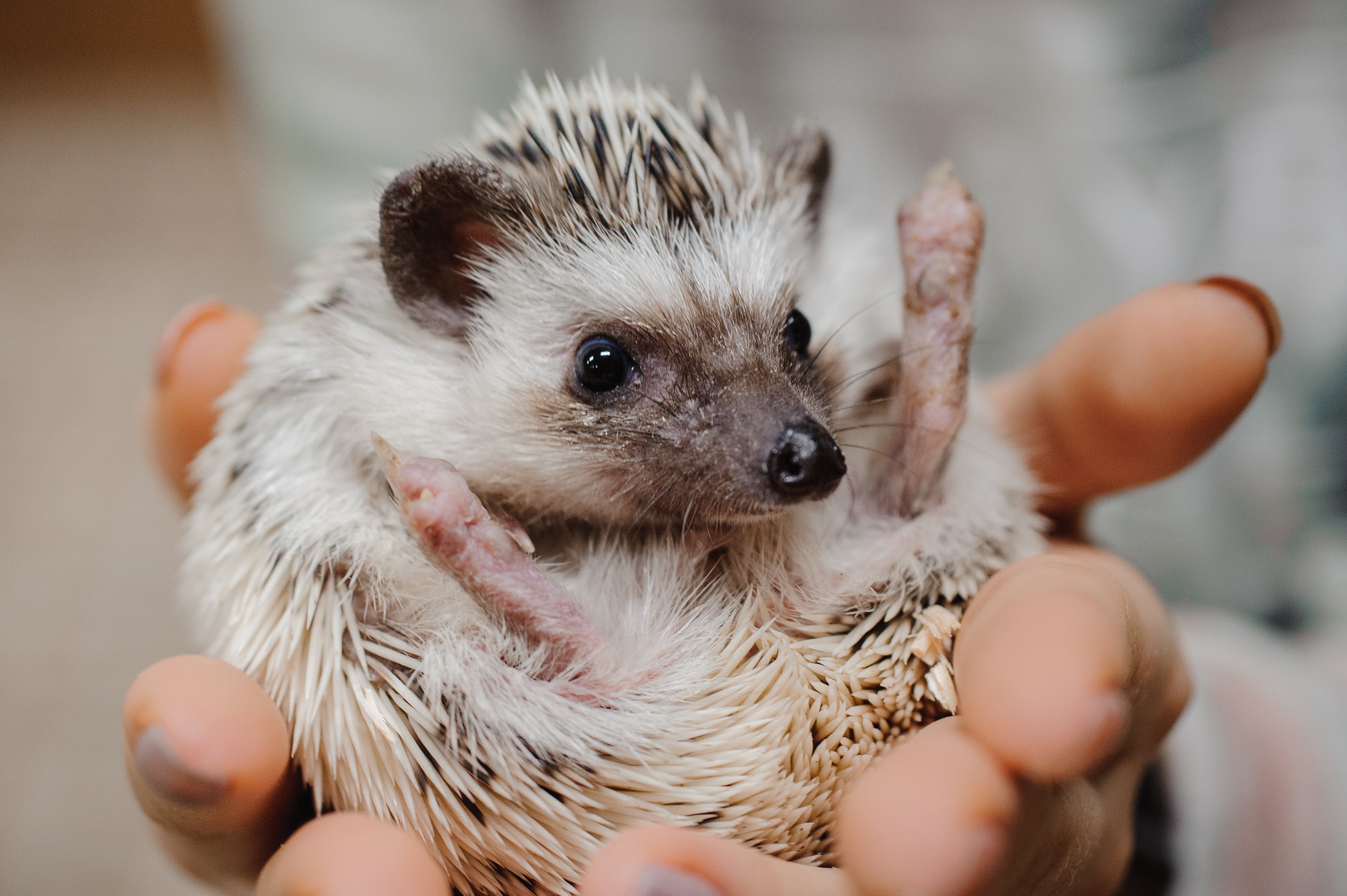 Azuki the Hedgehog Is a Cute Viral Sensation | Time