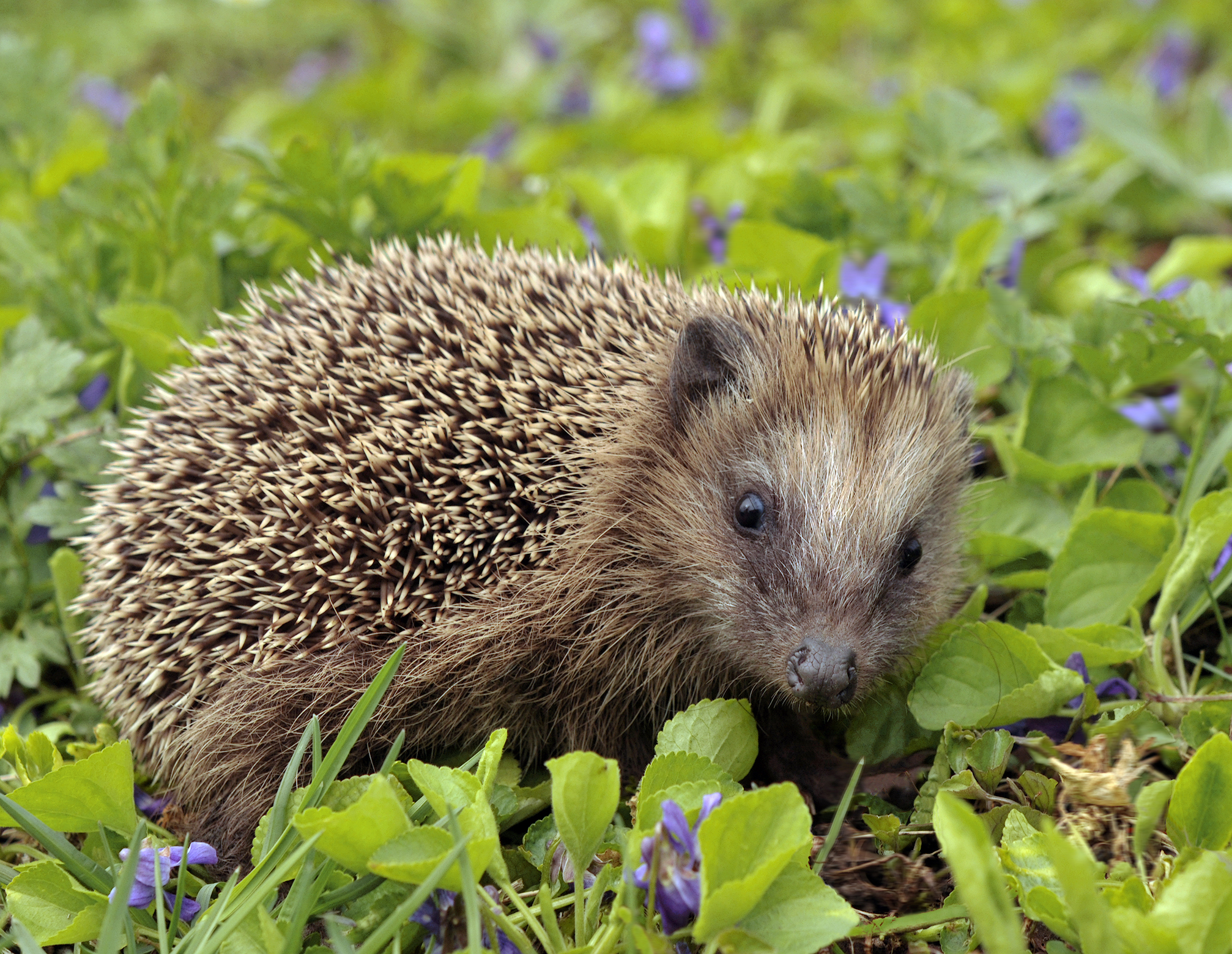European hedgehog - Wikipedia