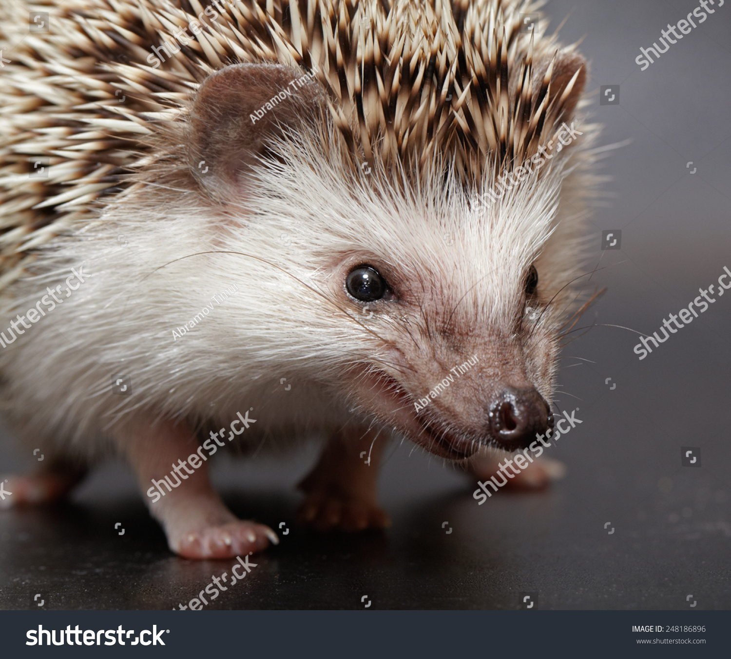 Little Hedgehog Closeup On Dark Background Stock Photo (Royalty Free ...