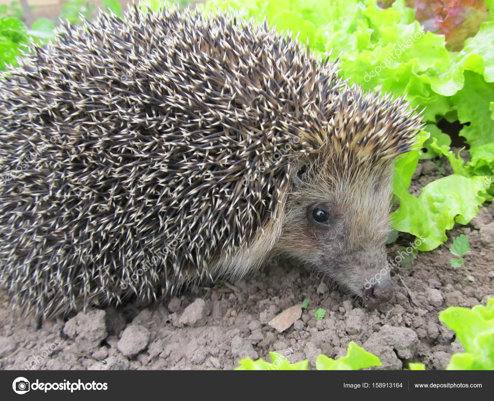 Live hedgehog in the garden closeup — Stock Photo © lenaxf #158913164