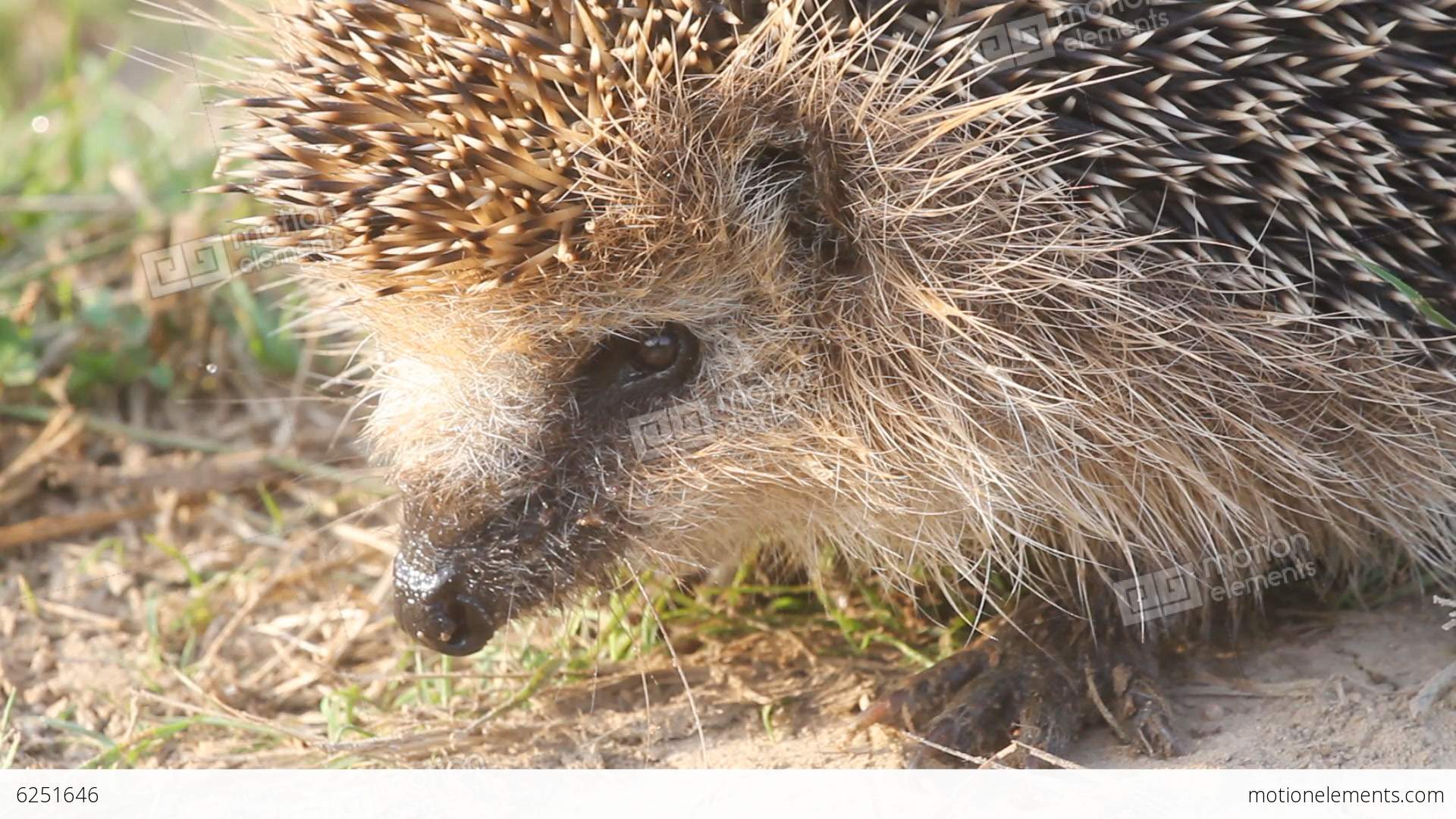 Hedgehog Needle Wild Animal Close Up Stock video footage | 6251646