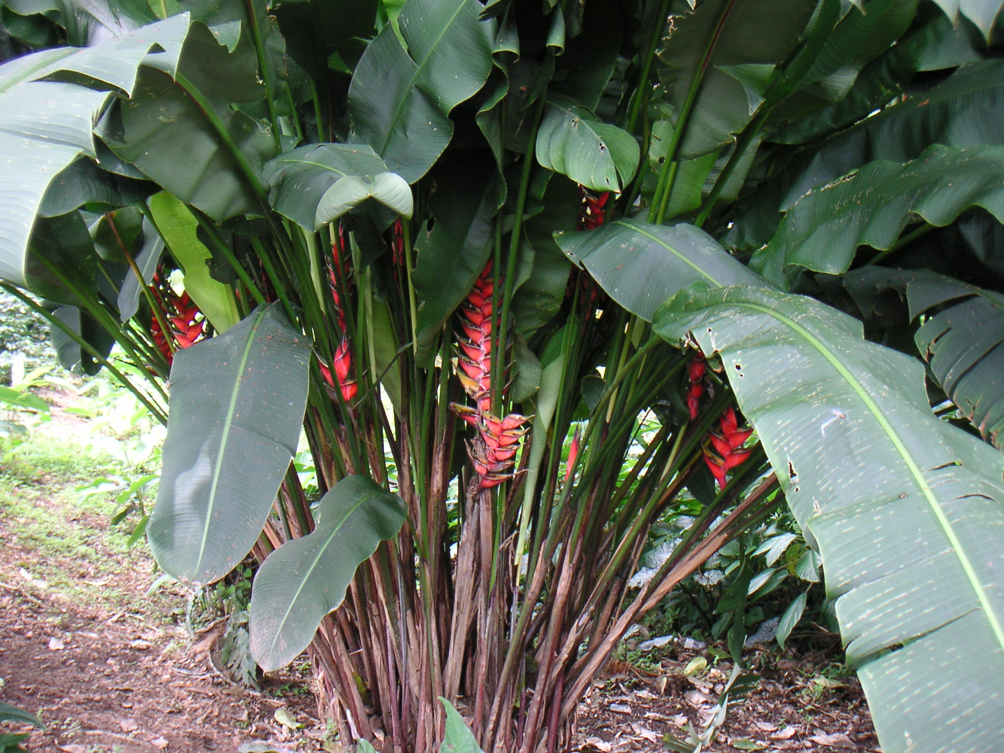Heliconia bihai Images - Useful Tropical Plants