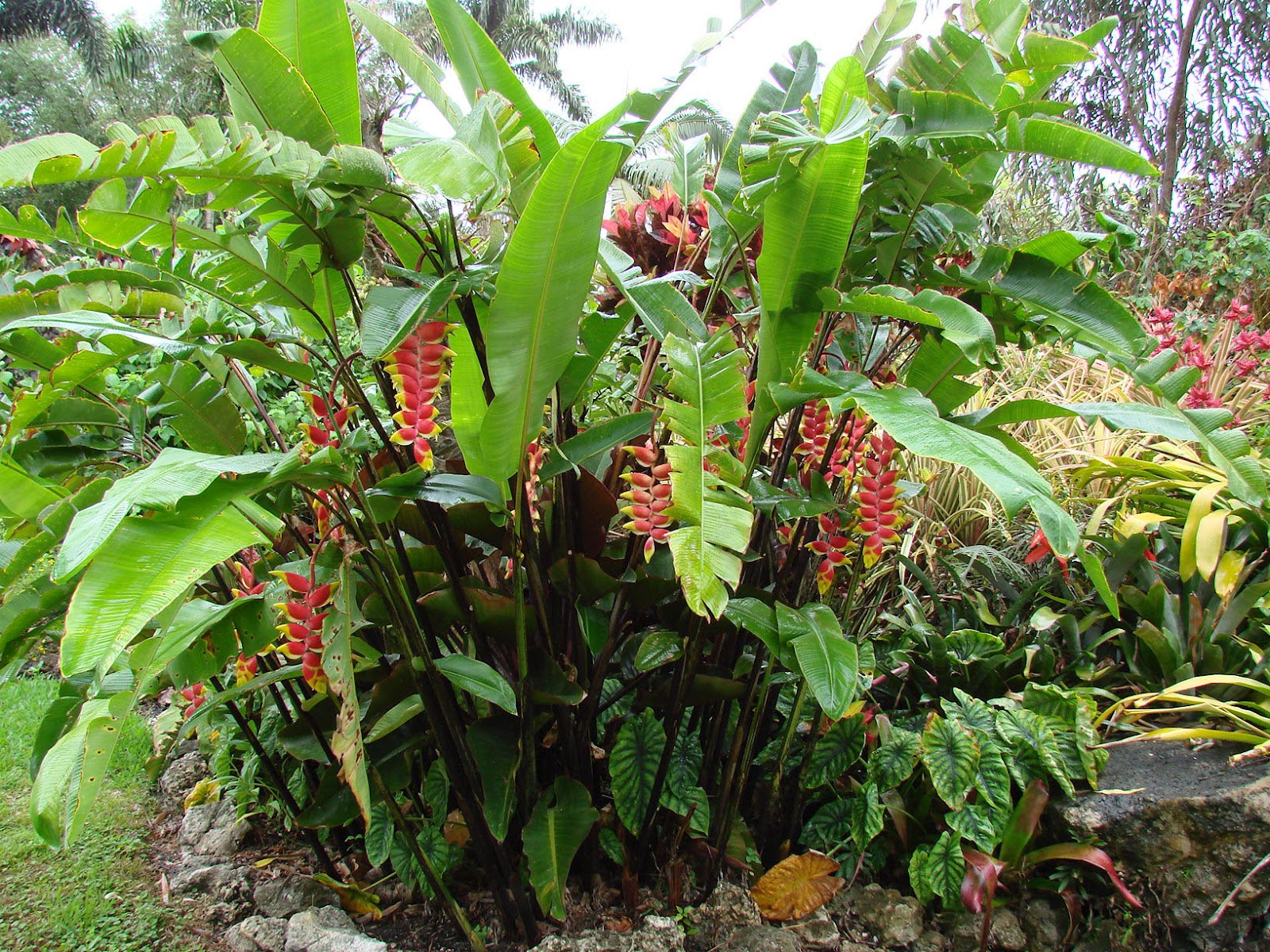 PlantZee: Information on Heliconia Rostrata