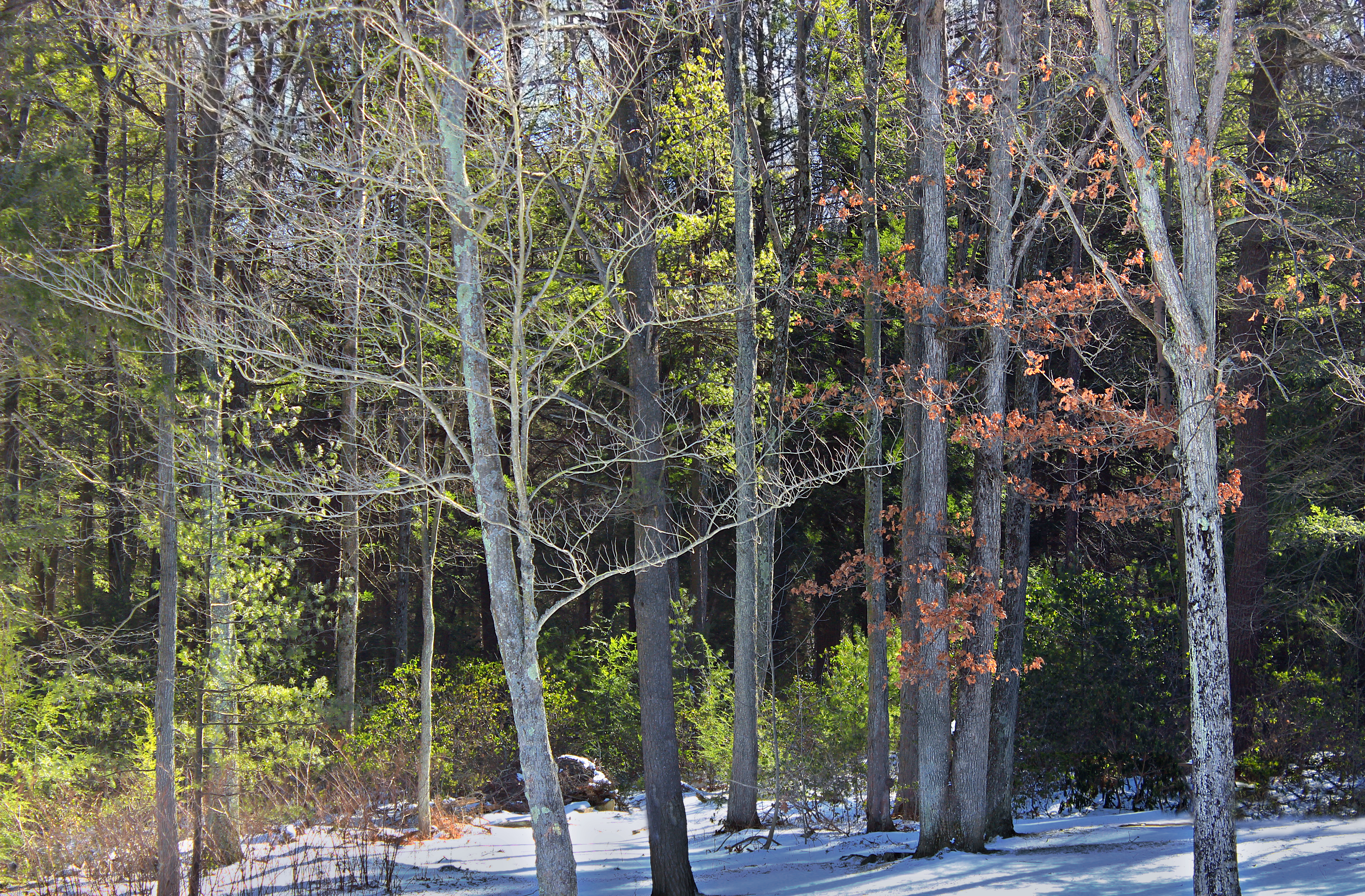 Hemlock–white pine–northern hardwood forest photo