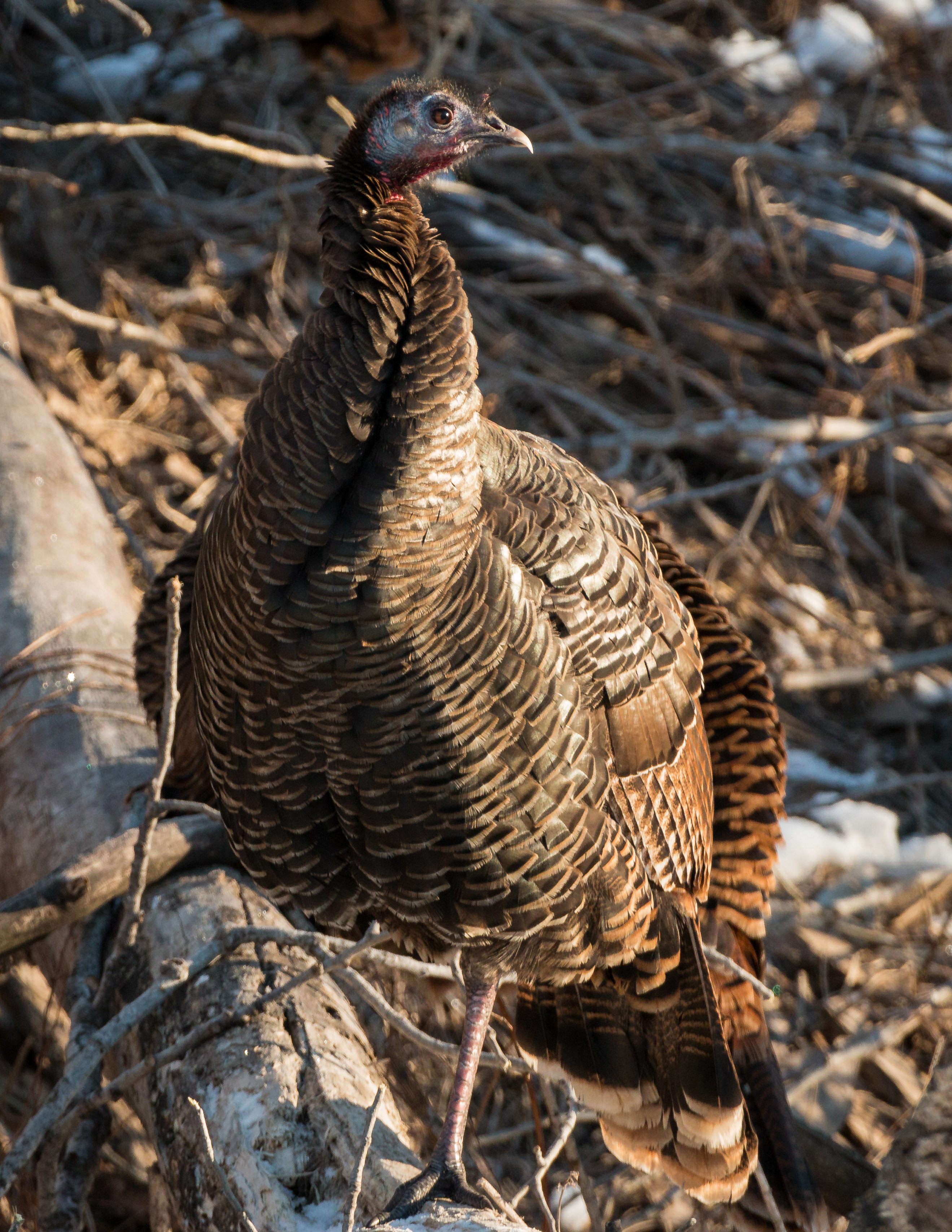 Hen between you and that gobbler? Call her in. - Banded