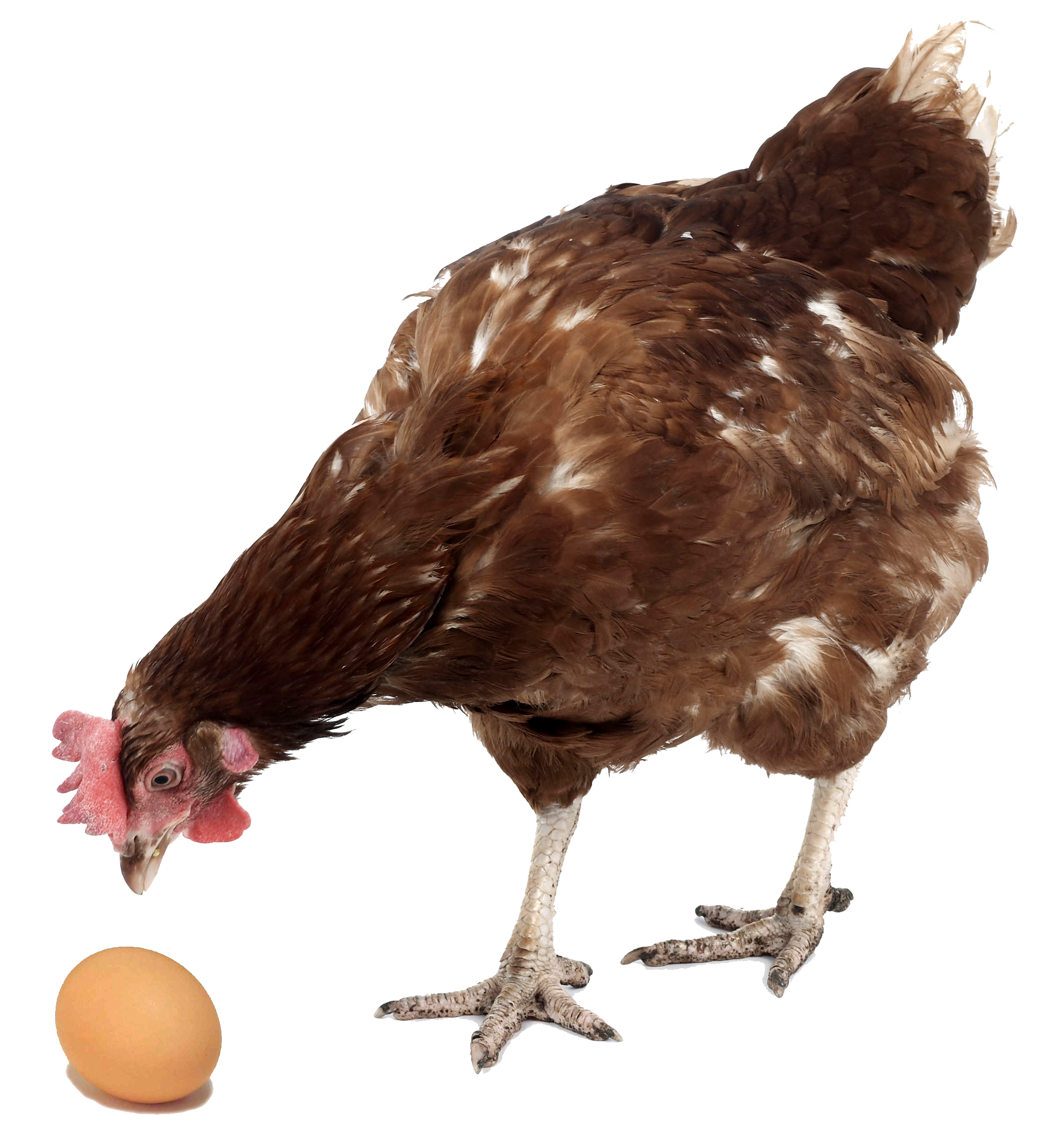 How does my hen produce an egg every day? Find out here!