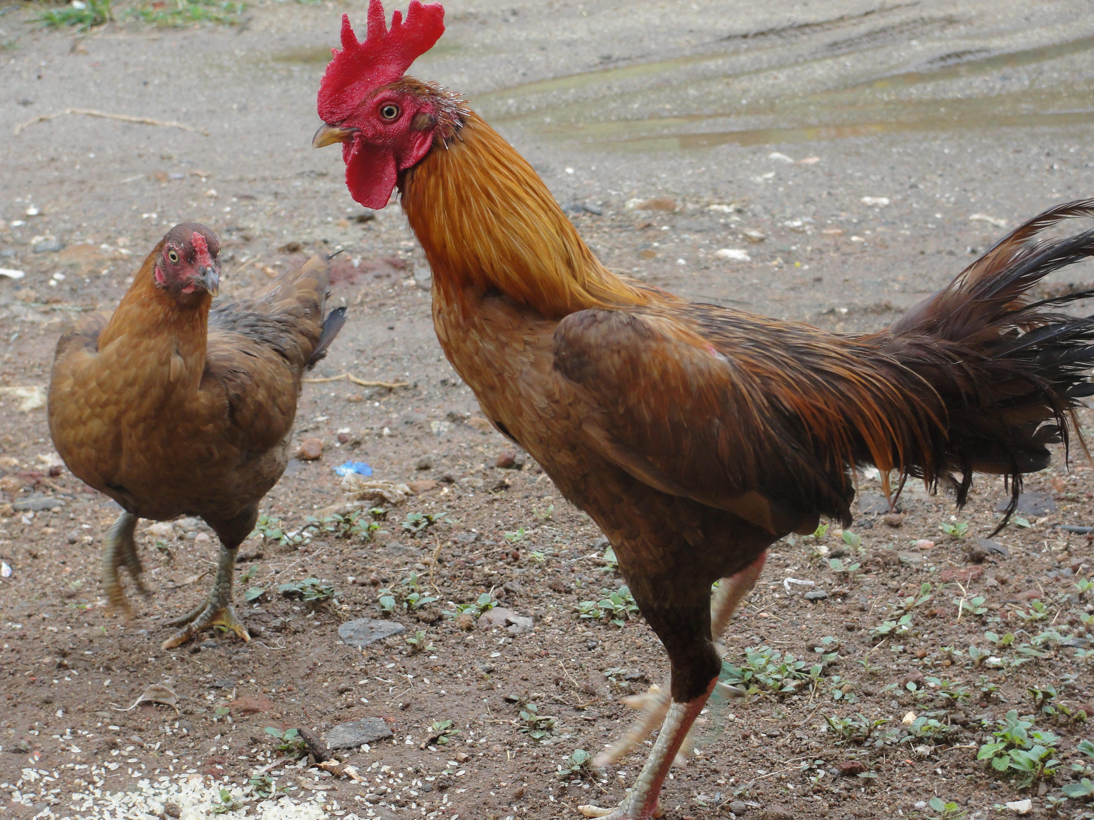File:Rooster and hen.jpg - Wikimedia Commons