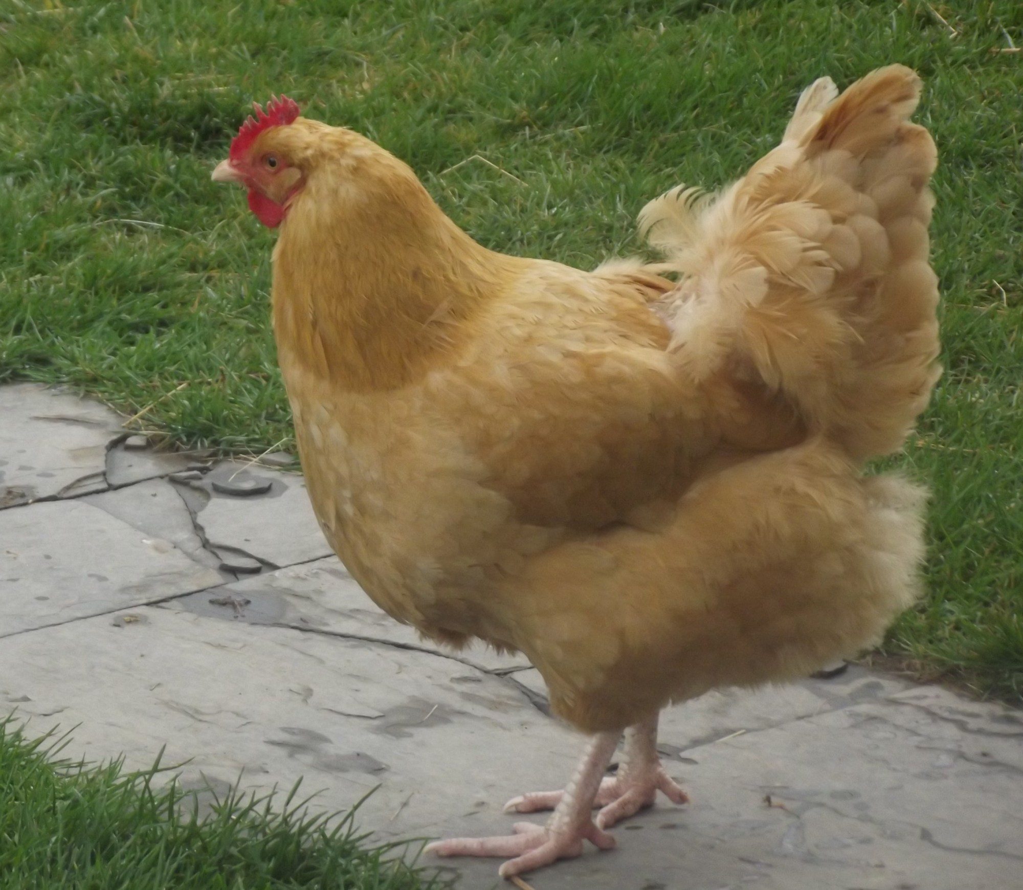 Buff Orpington-Rooster or Hen?? | BackYard Chickens
