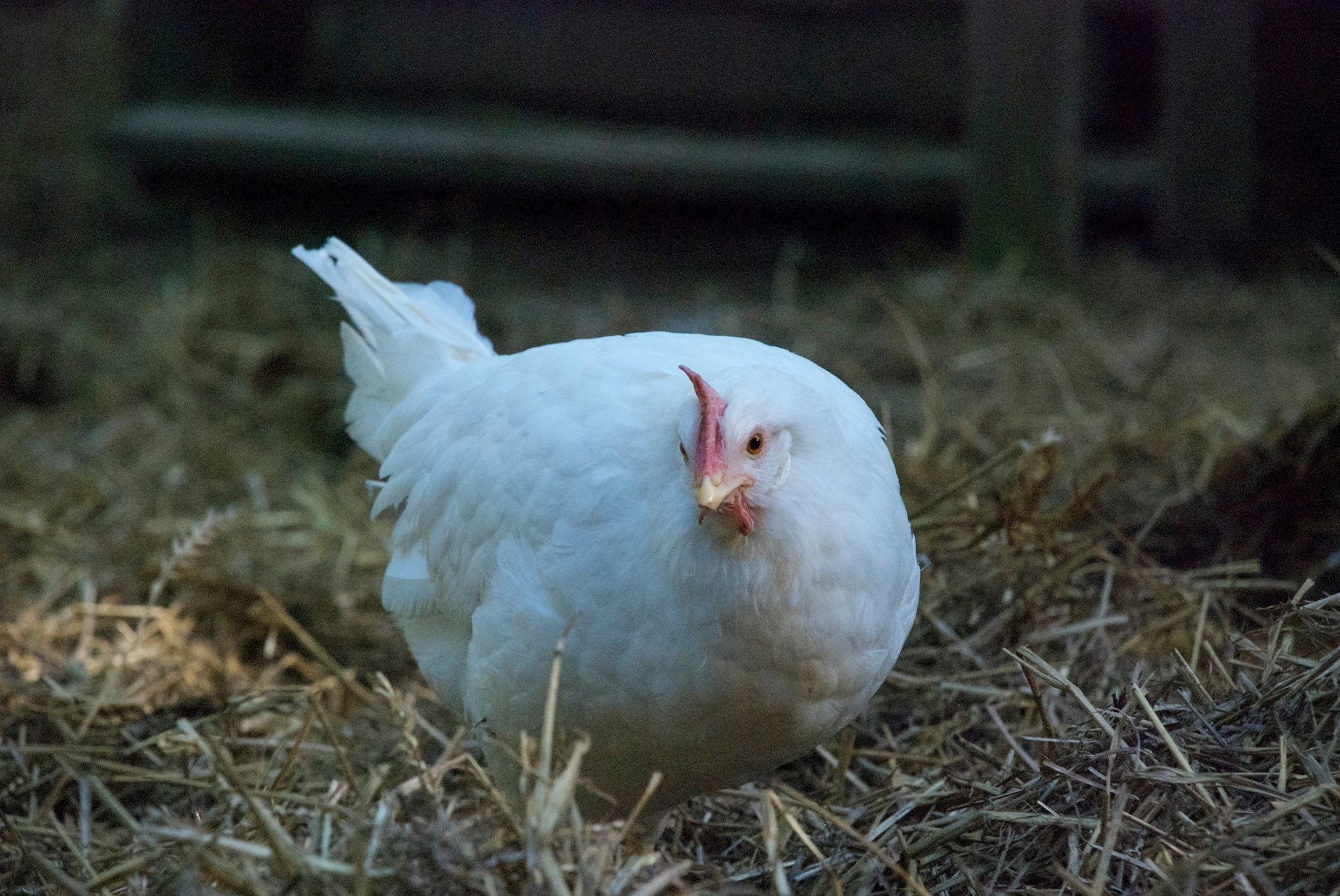 Hormonal Implants for Hens | The Microsanctuary Movement