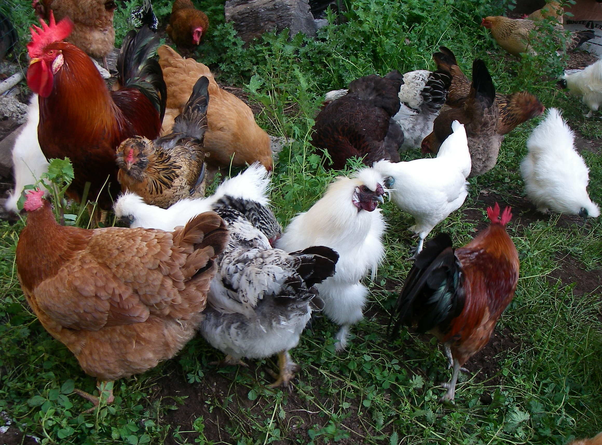 Black Hen Farm - Providing Humanely Produced Eggs