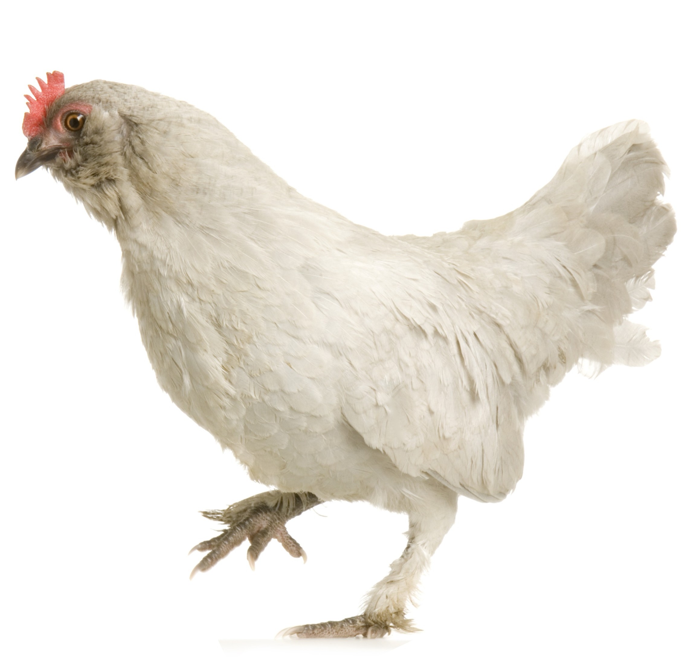 Hen and her chick in front of a white background – Corvallis ...