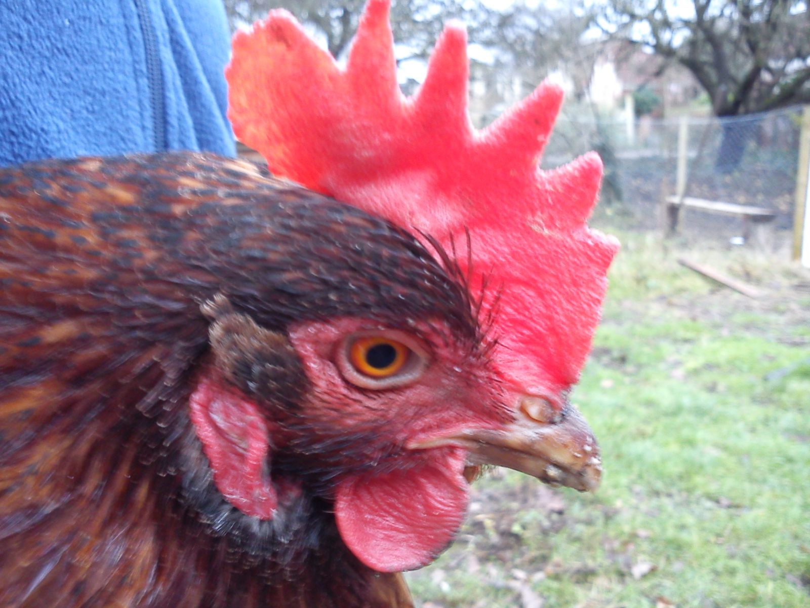Ex-Battery Hen For Sale | Chickens | Breed Information | Omlet