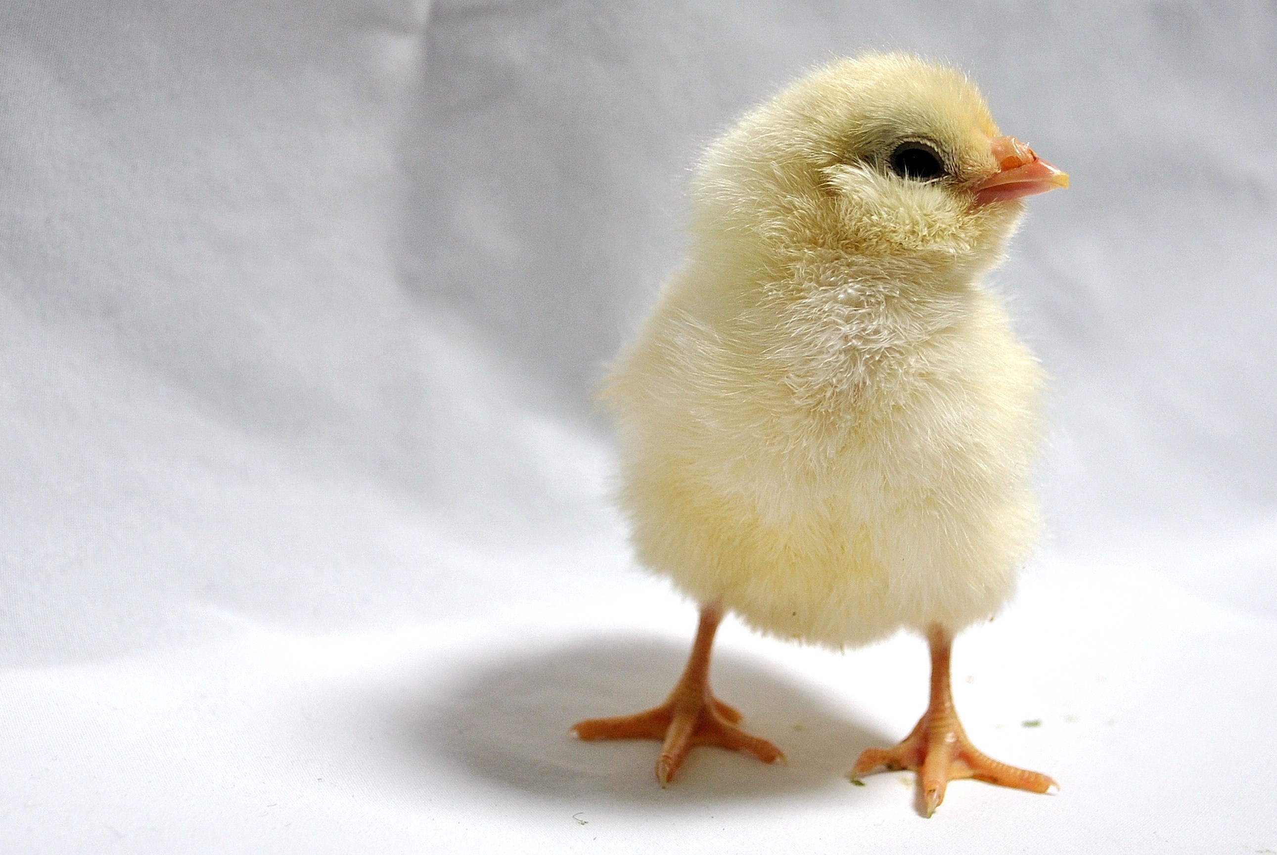 How much is that Hen?” – The True Cost of Incubation | ChickenStreet