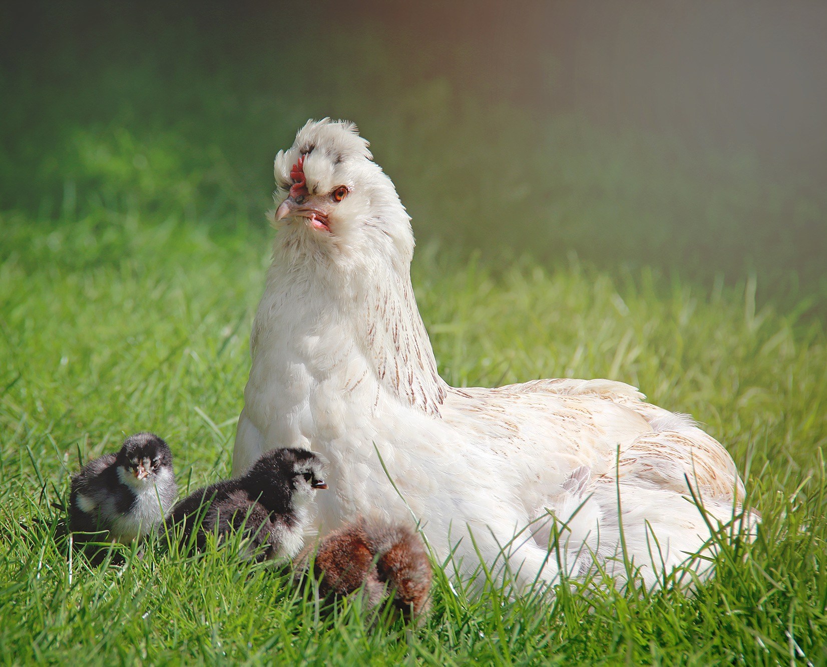 Hatching Chicks with Mother Hens