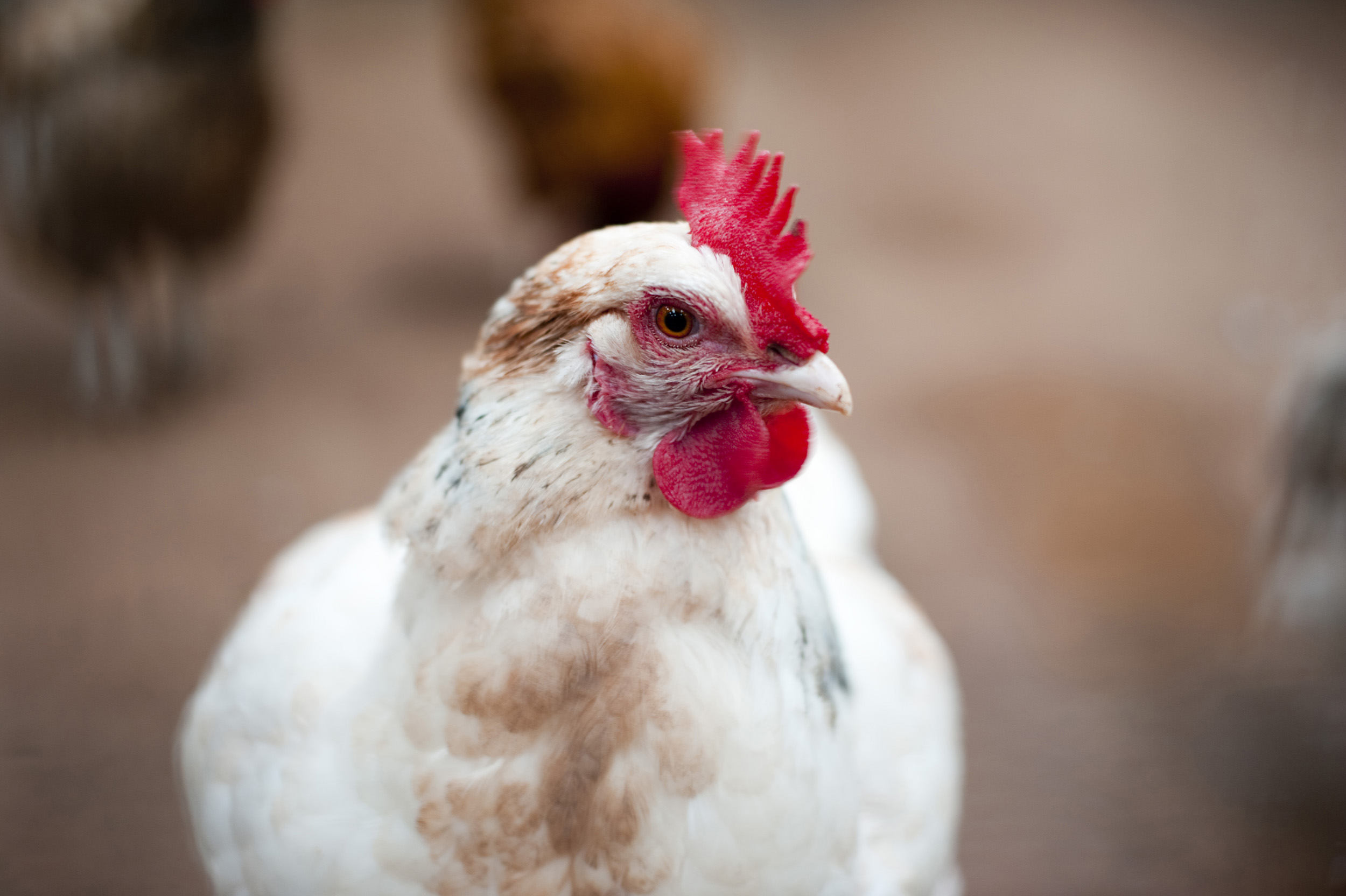 Free image of Closeup of a white hen