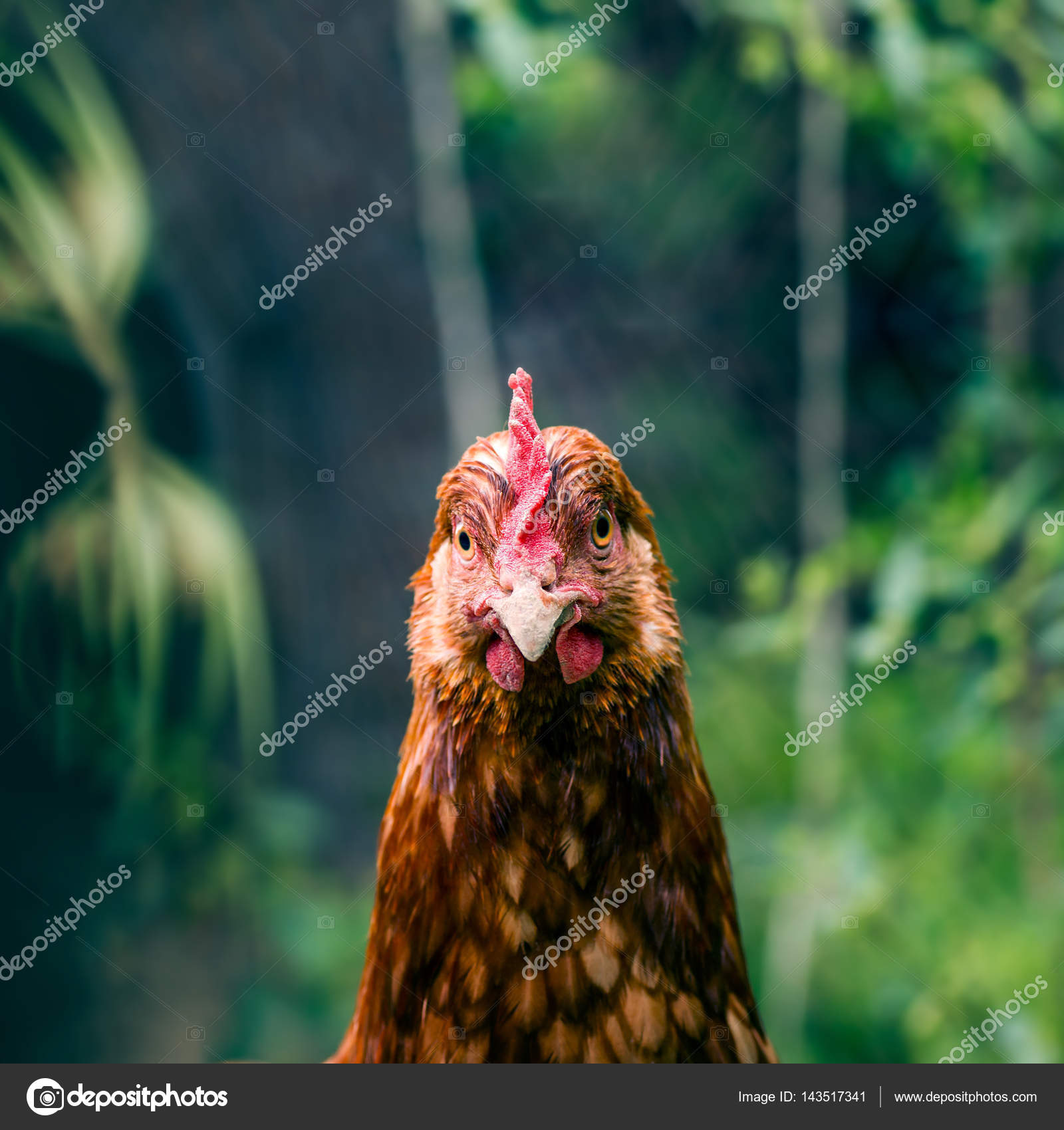 Brown hen close up — Stock Photo © SvetaZi #143517341