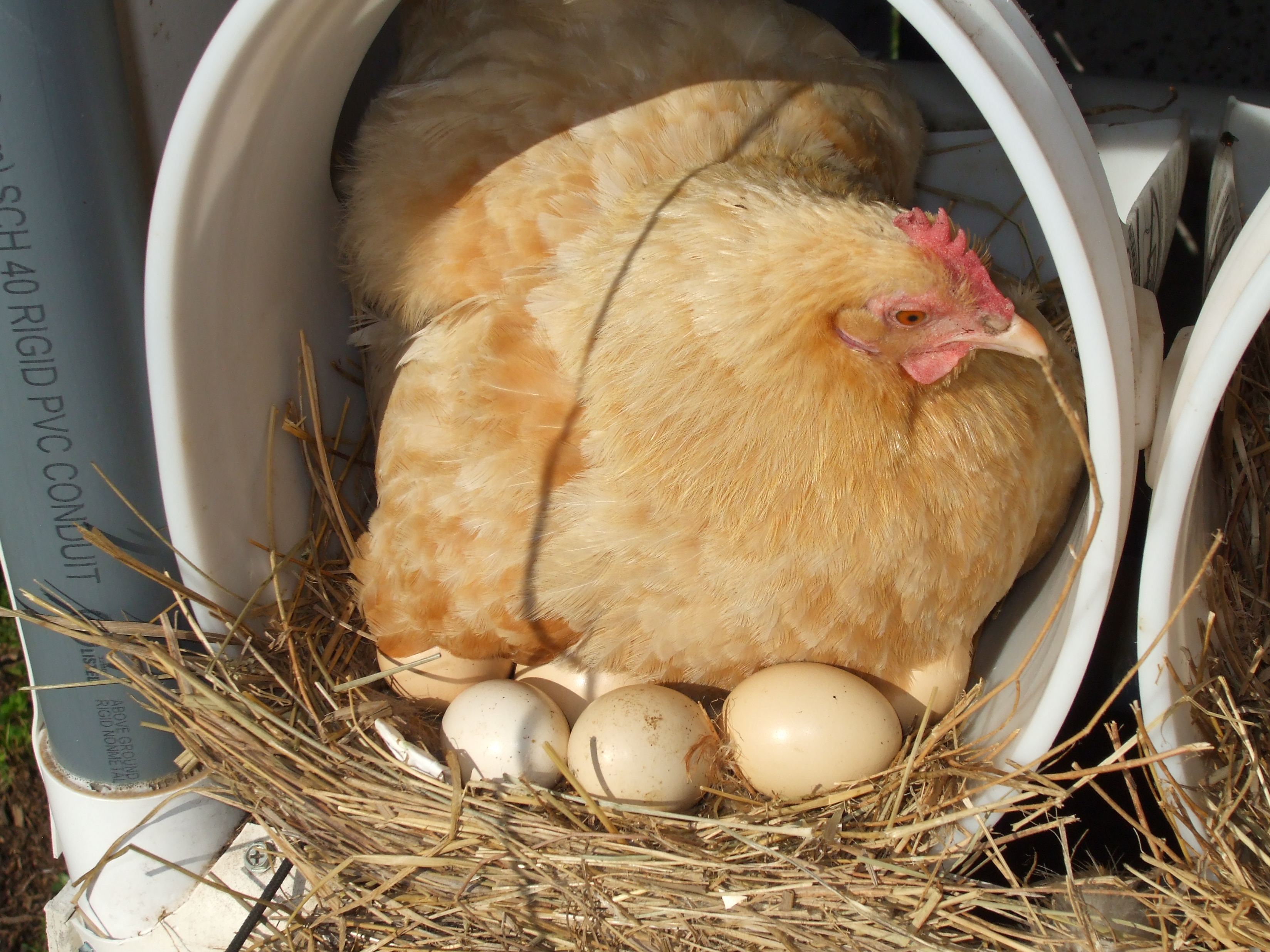 Почему курица есть свои яйца. Курочка высиживает яйца. Курица-наседка. Наседки для кур. Гнездо для наседки.