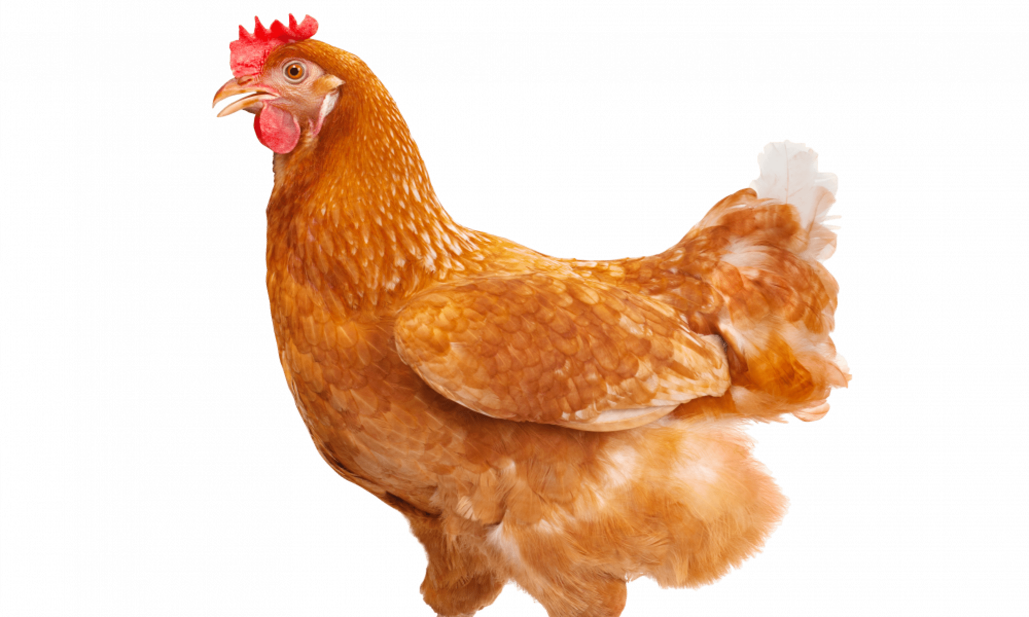 Chicken Feed Ingredients that Affect Egg Laying | Muenster Milling ...