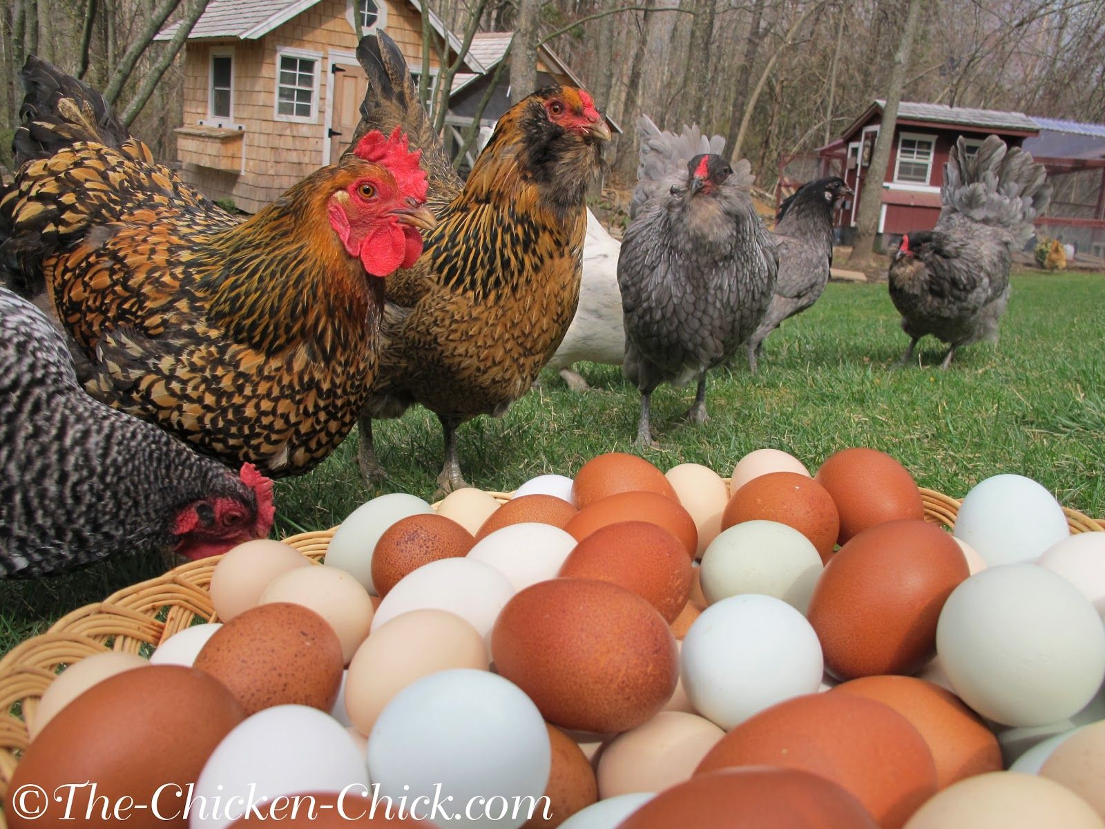 Decrease in Egg Production: Causes & Solutions | Egg, Chicken chick ...