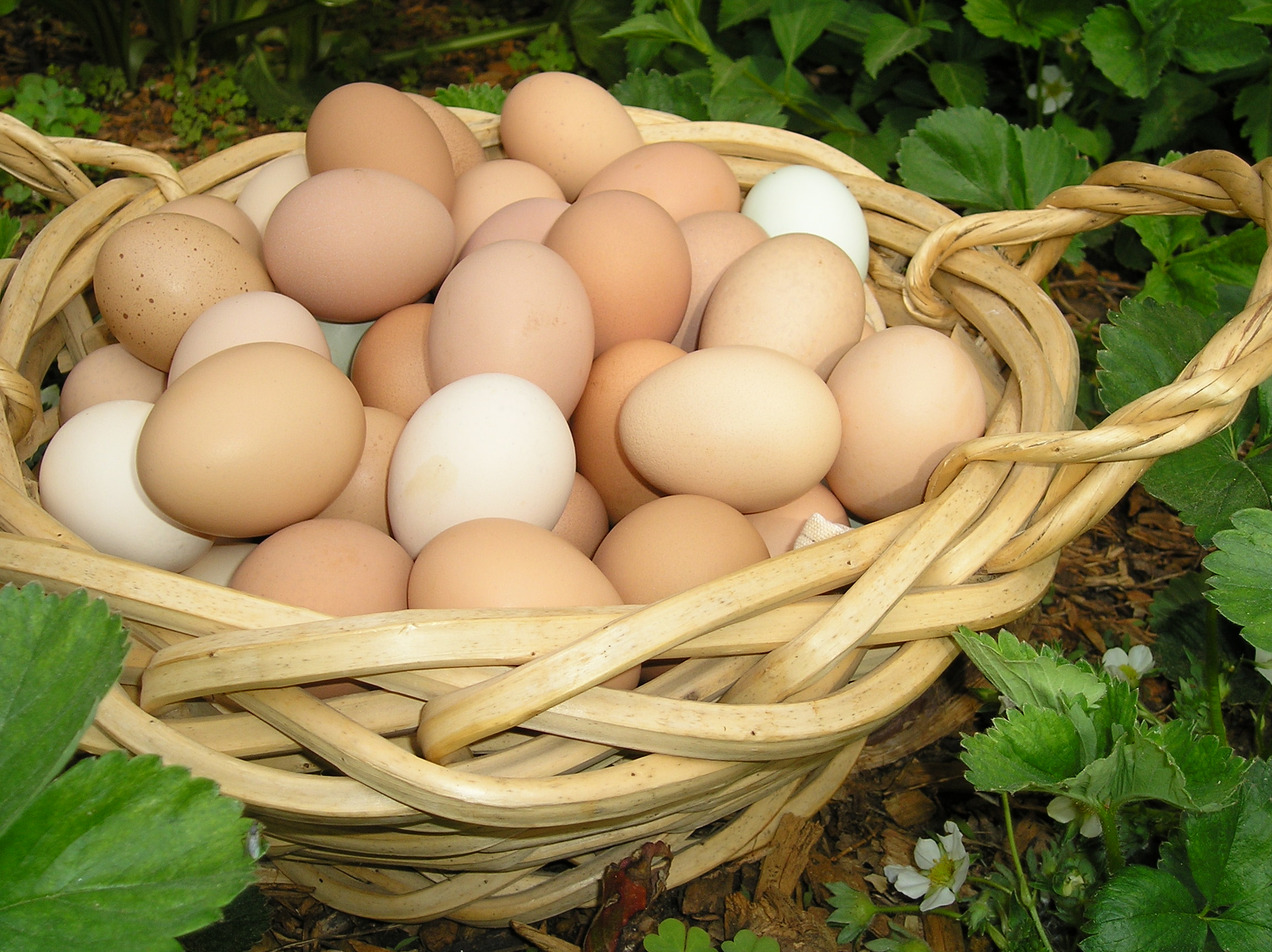What You Might Not Know About Fresh Chicken Eggs - ThePrepperProject.com
