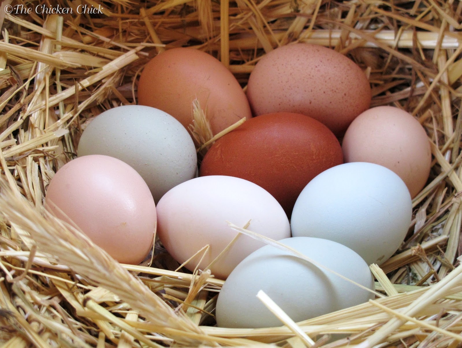 Cool Egg Facts & Video of Hen Laying an Egg! | Community Chickens