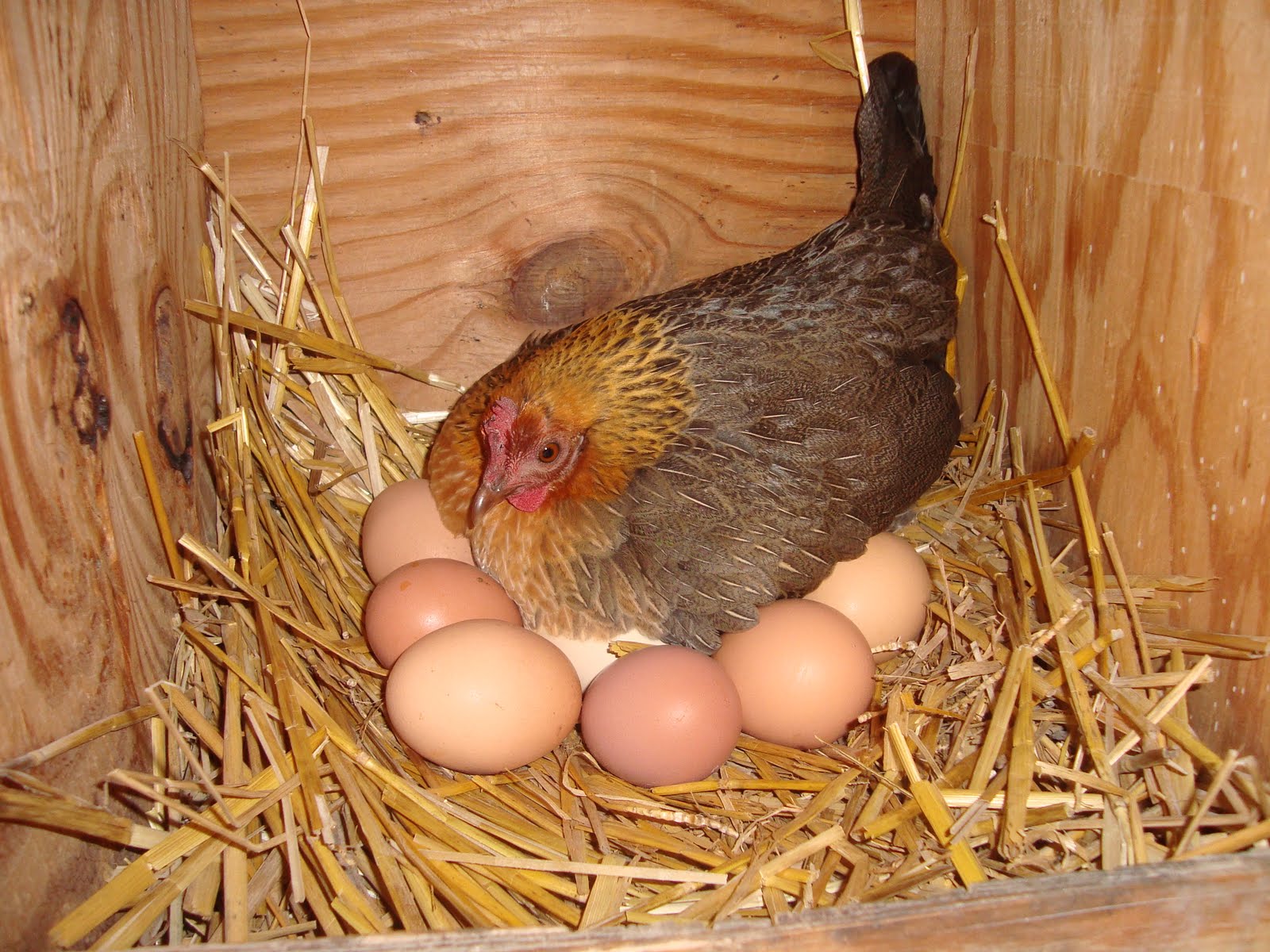 Наседка сколько яиц. Наседка курица высиживает яйца. Курочка наседка. Курица Несушка. Курица наседка на яйцах.