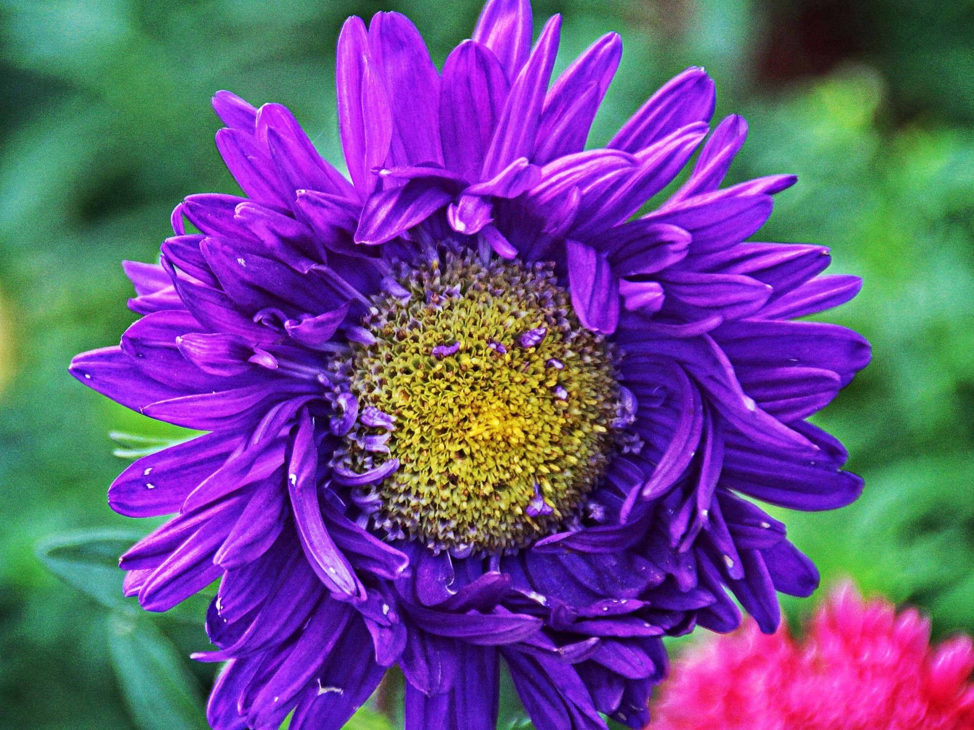 Herbst-Aster | Aster