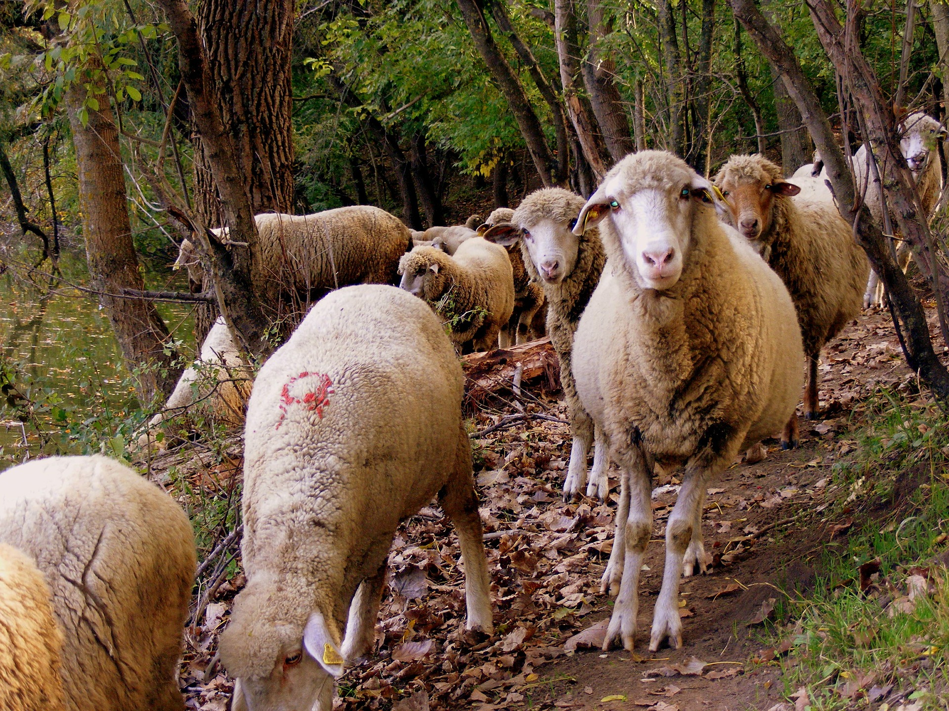 Herd, Animal, Group, Nature, Sheep, HQ Photo