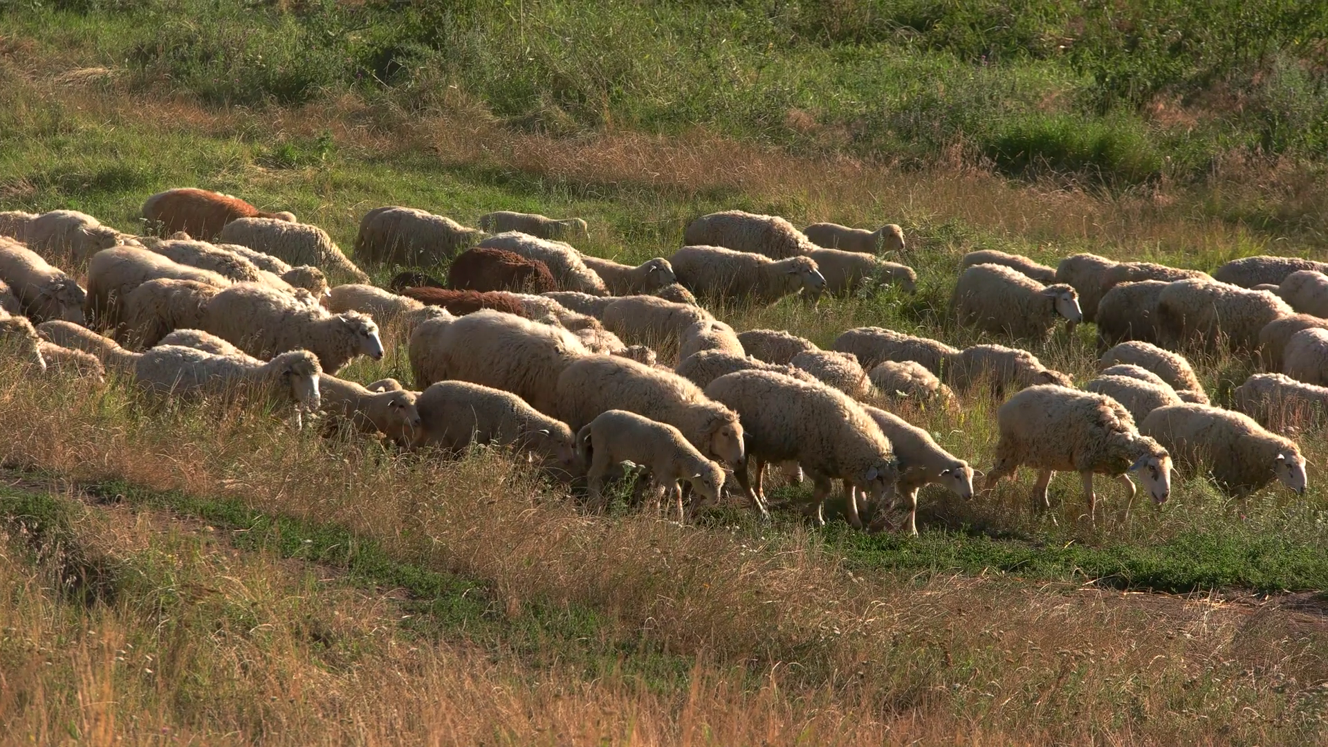 Group of sheep is walking. Herd of animals. Earn money on selling ...