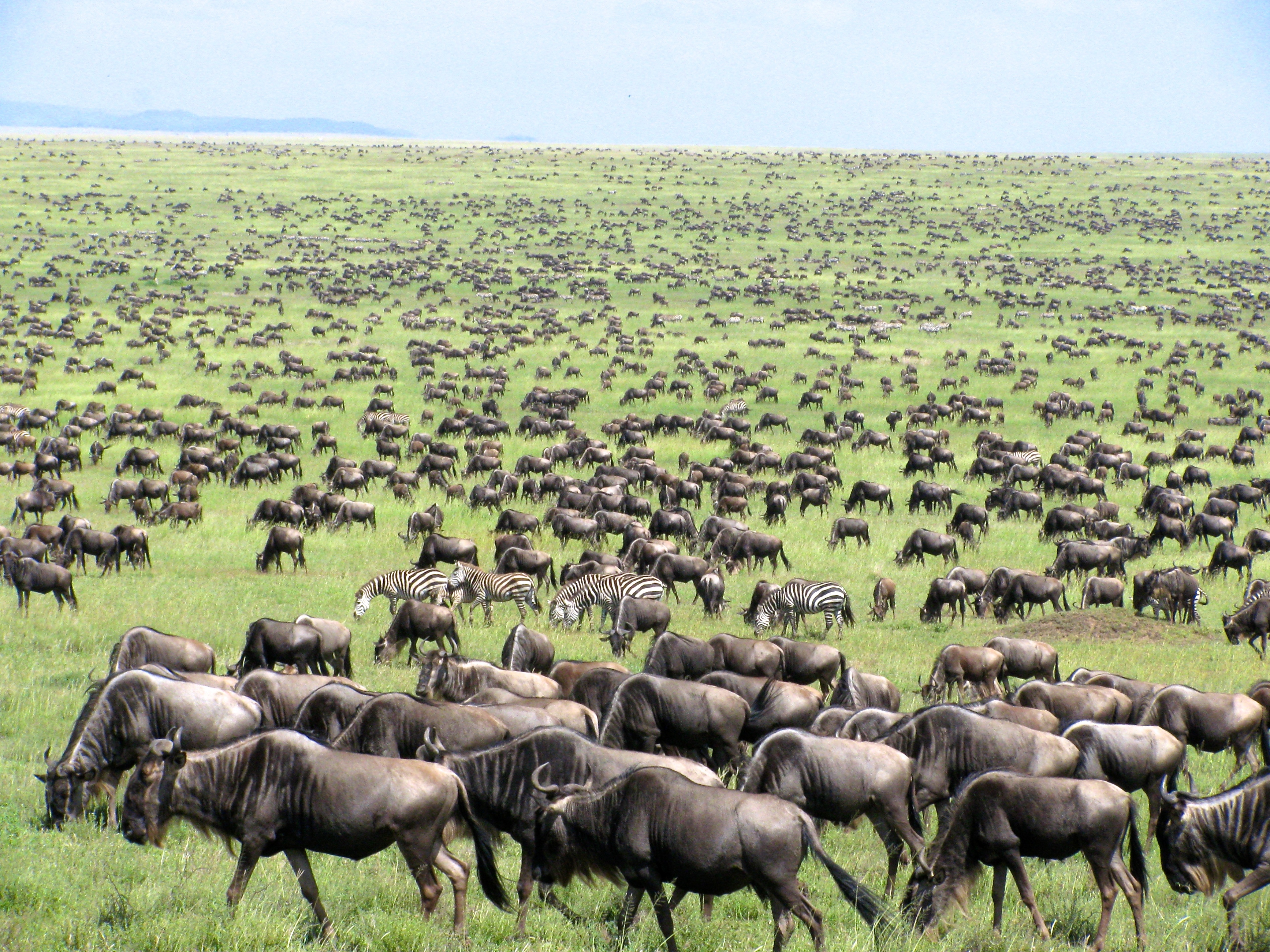 Great Migration Tanzania Kenya Masai Mara Serengeti East Africa herd ...