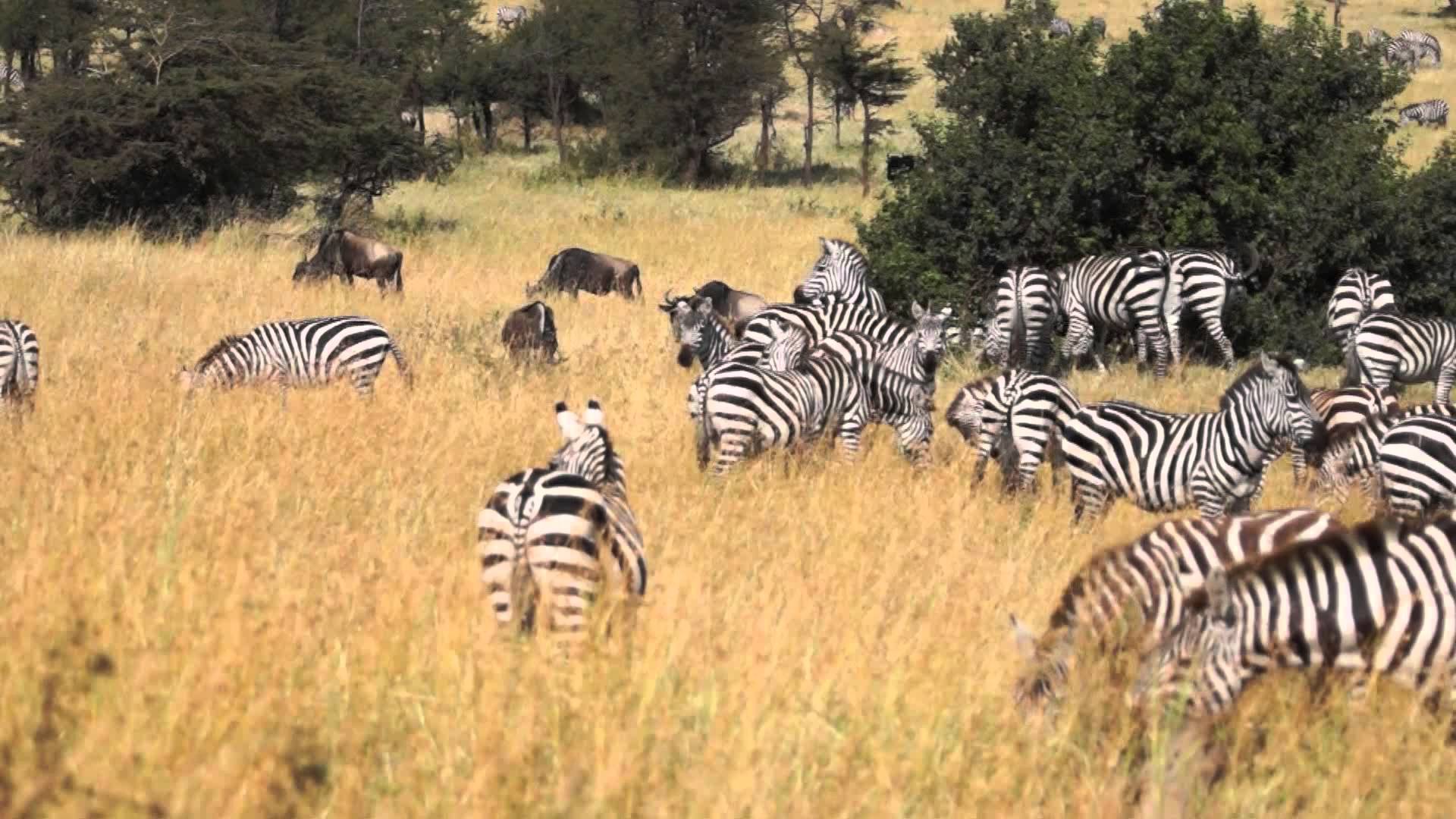 Big Zebra herd - at Migration Camp area - July 2012 - YouTube