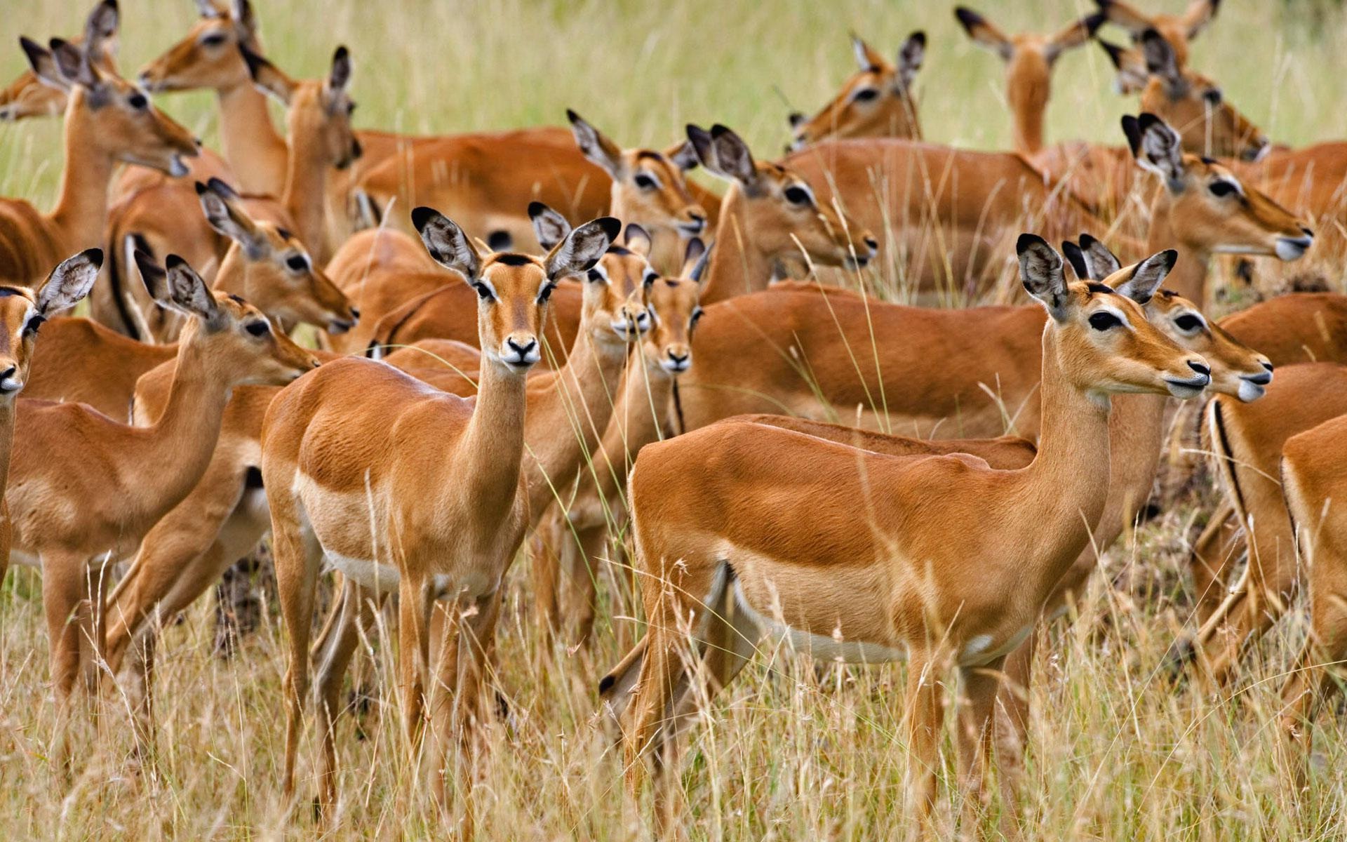 Animals & Birds Herd of Female Impala Masai wallpapers (Desktop ...