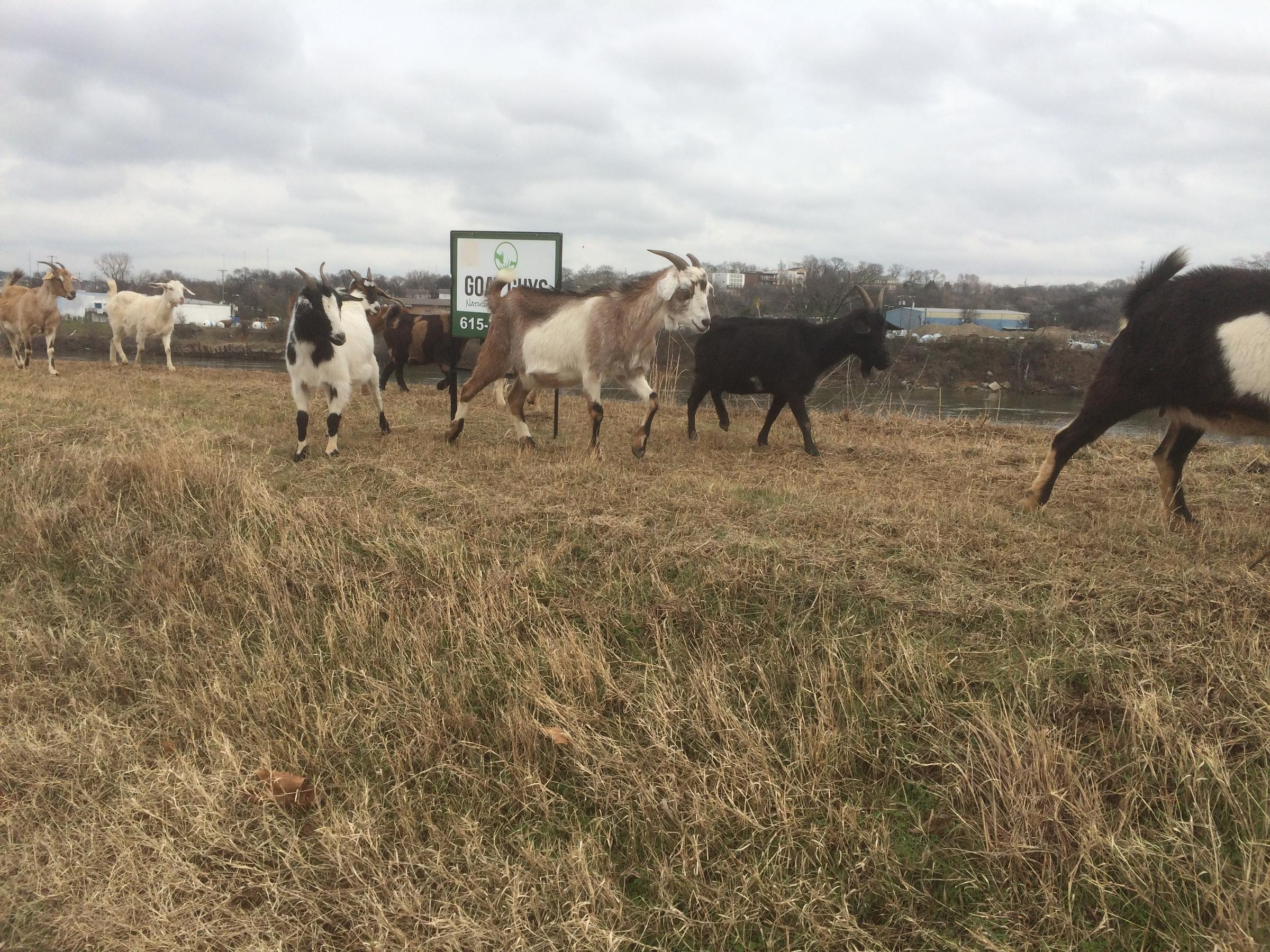 Nashville Outsources Levee Maintenance To A Herd Of Goats ...