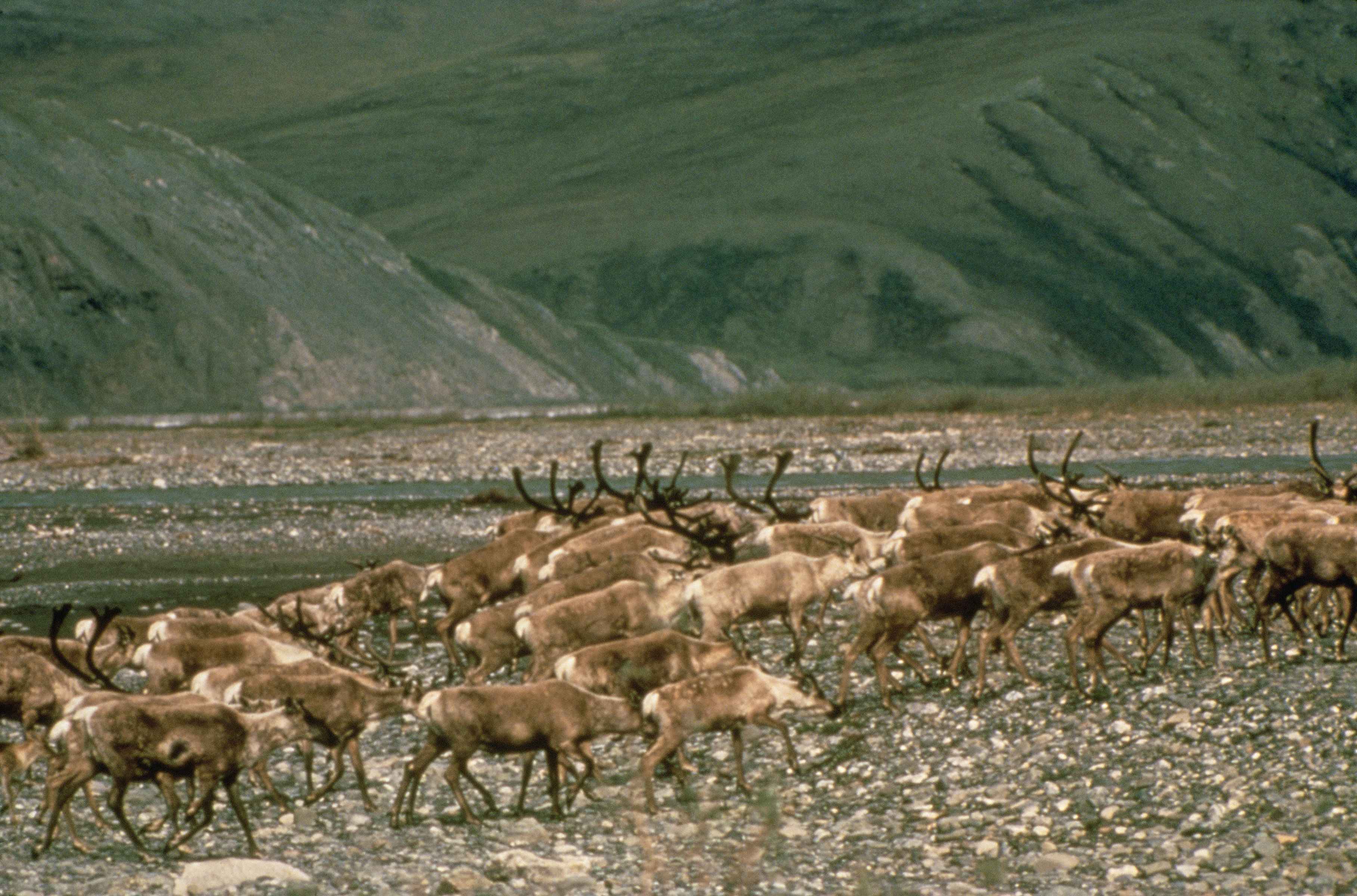 File:Herd of caribou animals grazing.jpg - Wikimedia Commons