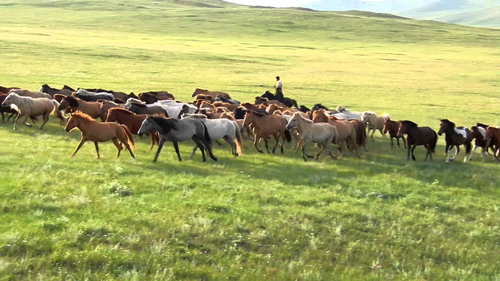 Horse herd runs past start camp in Mongolia. - YouTube
