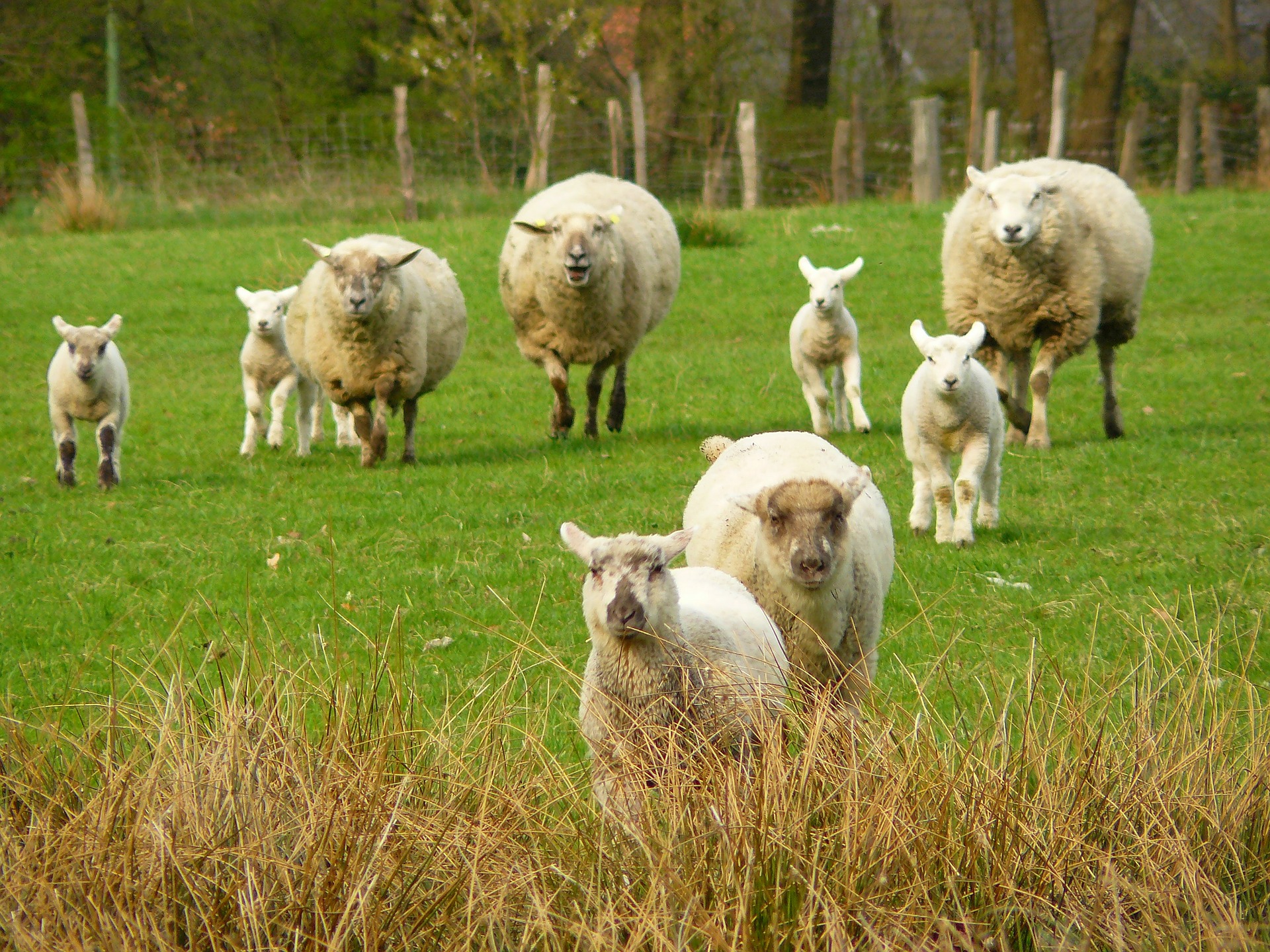 Herd, Animal, Farm, Noble, Sheep, HQ Photo